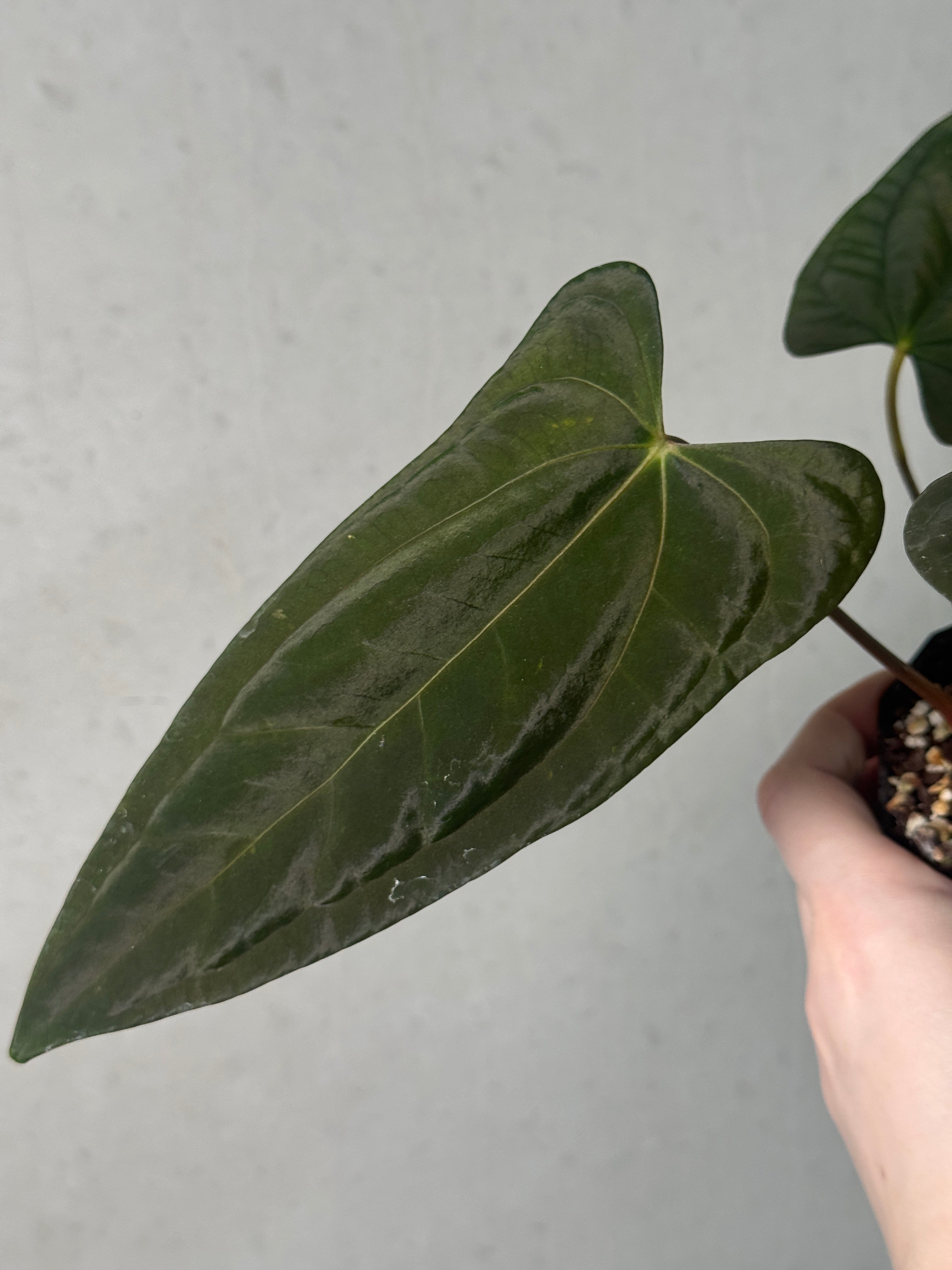 Anthurium Papillilaminum 'Marie' x FSxRL 'Grim Reaper' - SMUKHI