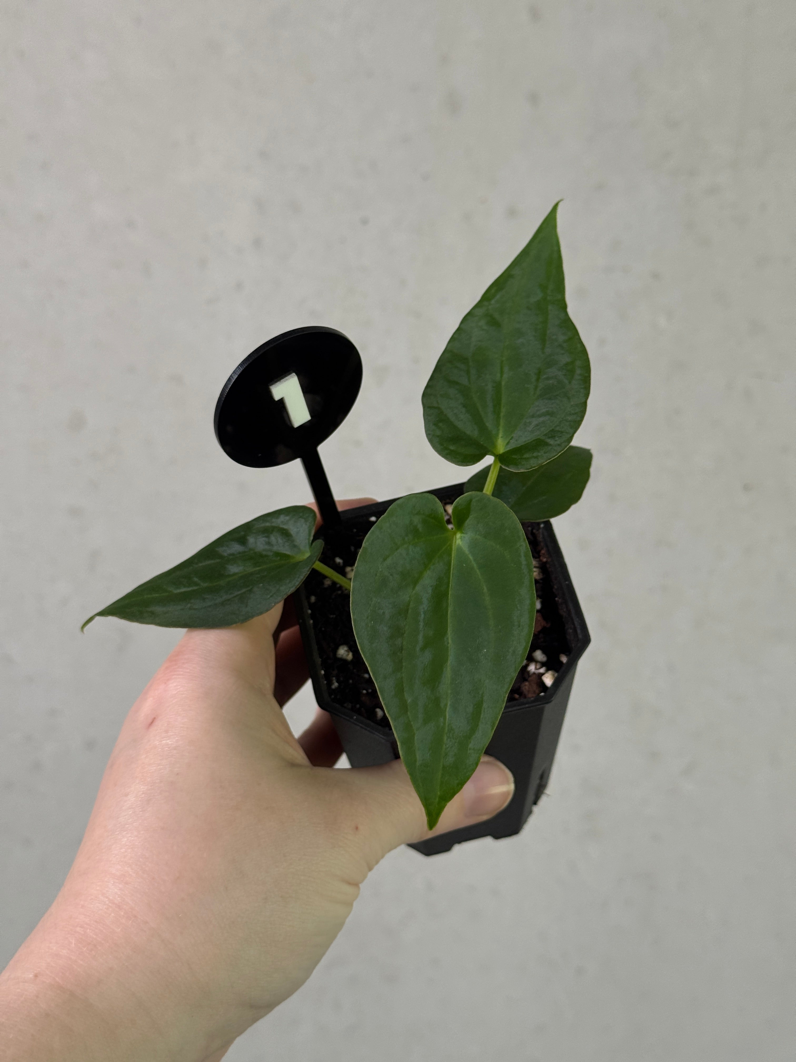 Crystallinaminum Anthurium 'Widowmaker' plant with glossy green leaves and vibrant red spathes, hybrid of papillilaminum and dressleri.