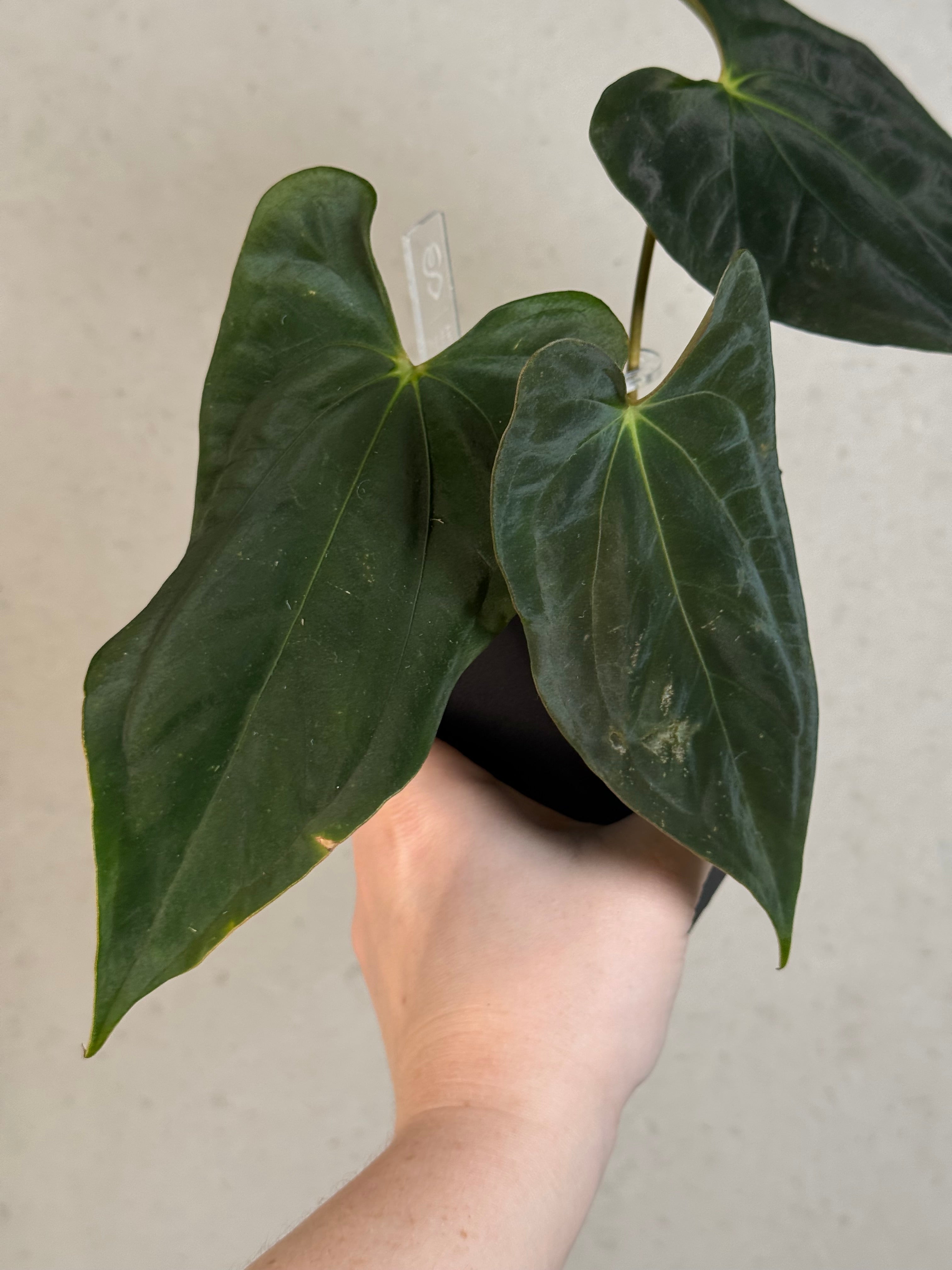 Anthurium FSxRL ‘Grim Reaper’ x Papillilaminum RA6 - Clone