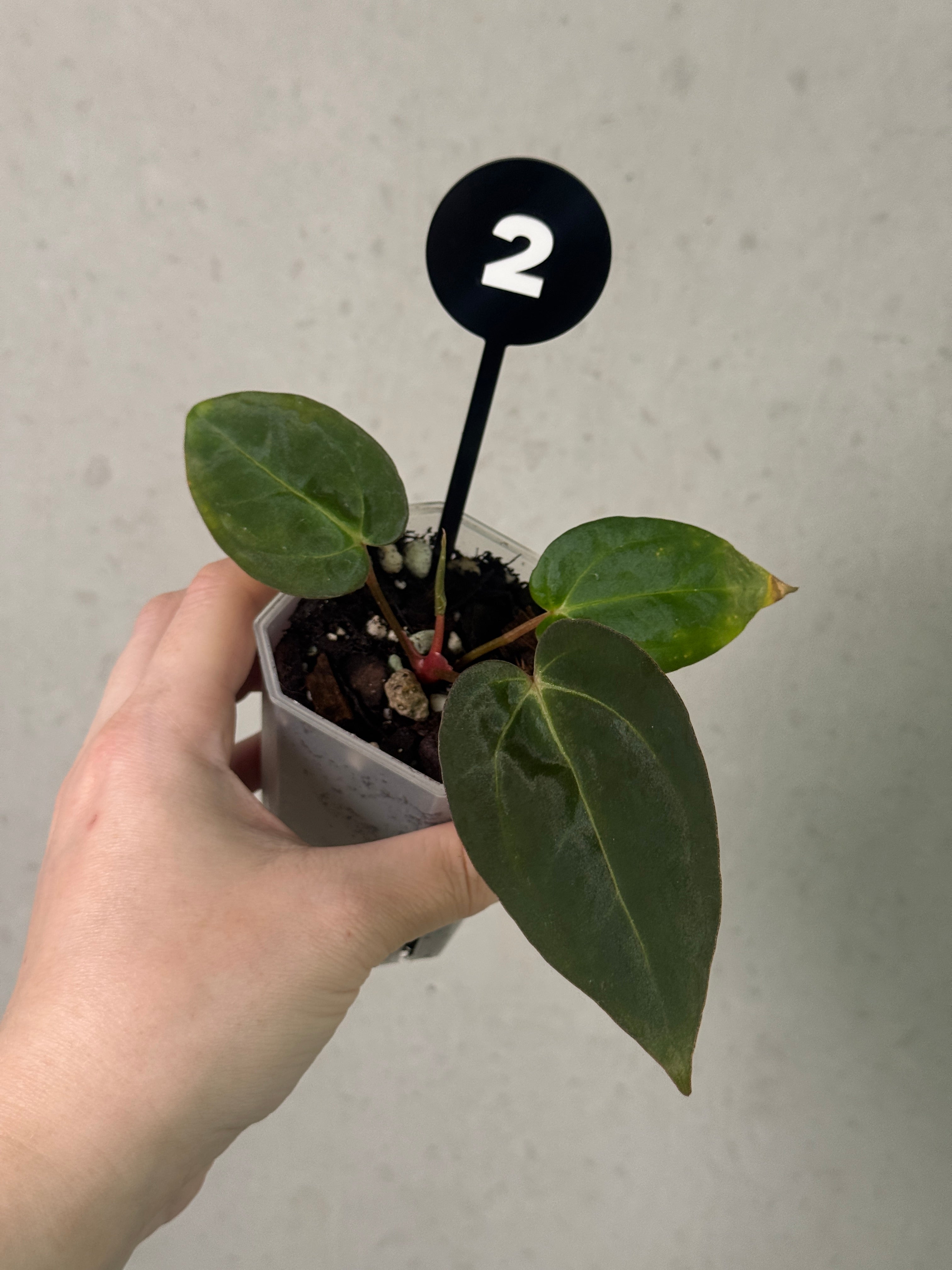 Vibrant green Anthurium plant with glossy leaves, displayed in a decorative pot by SMUKHI, suitable for indoor or outdoor decor.