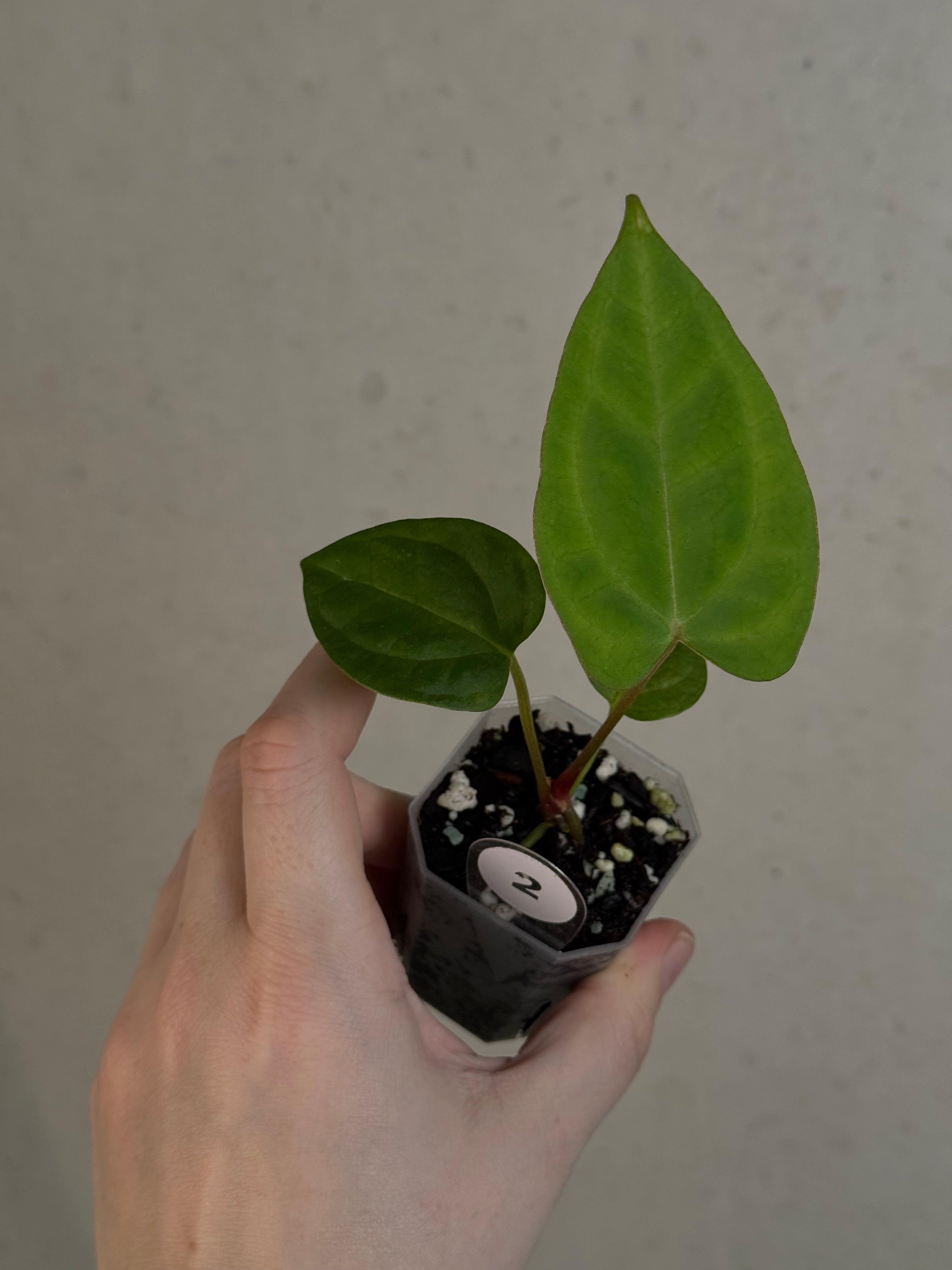 Anthurium (Blue Papillilaminum x Forgetii) x (Papillilaminum XOne x XOne)