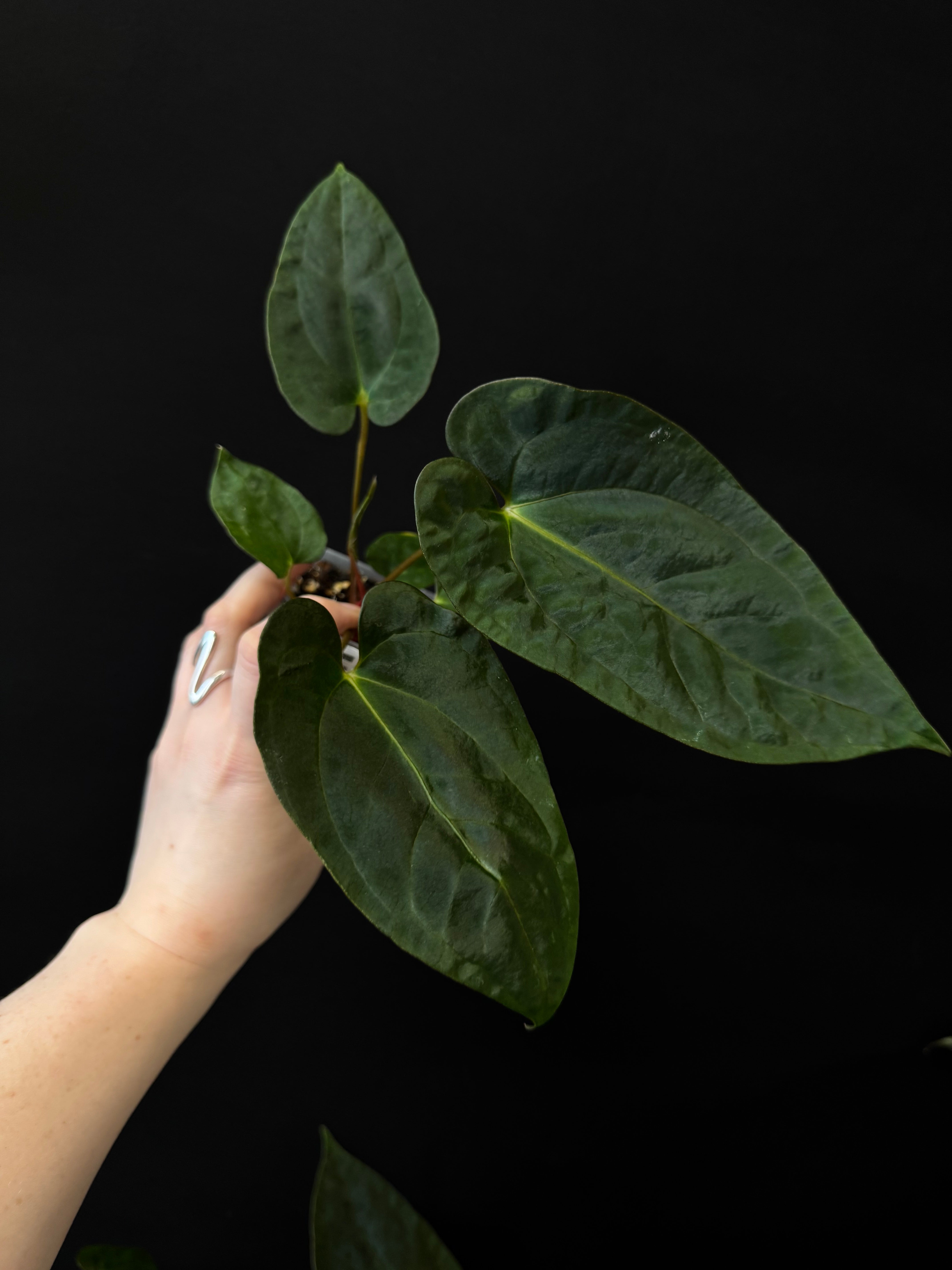 Anthurium RLxFS x NSE Papillilaminum