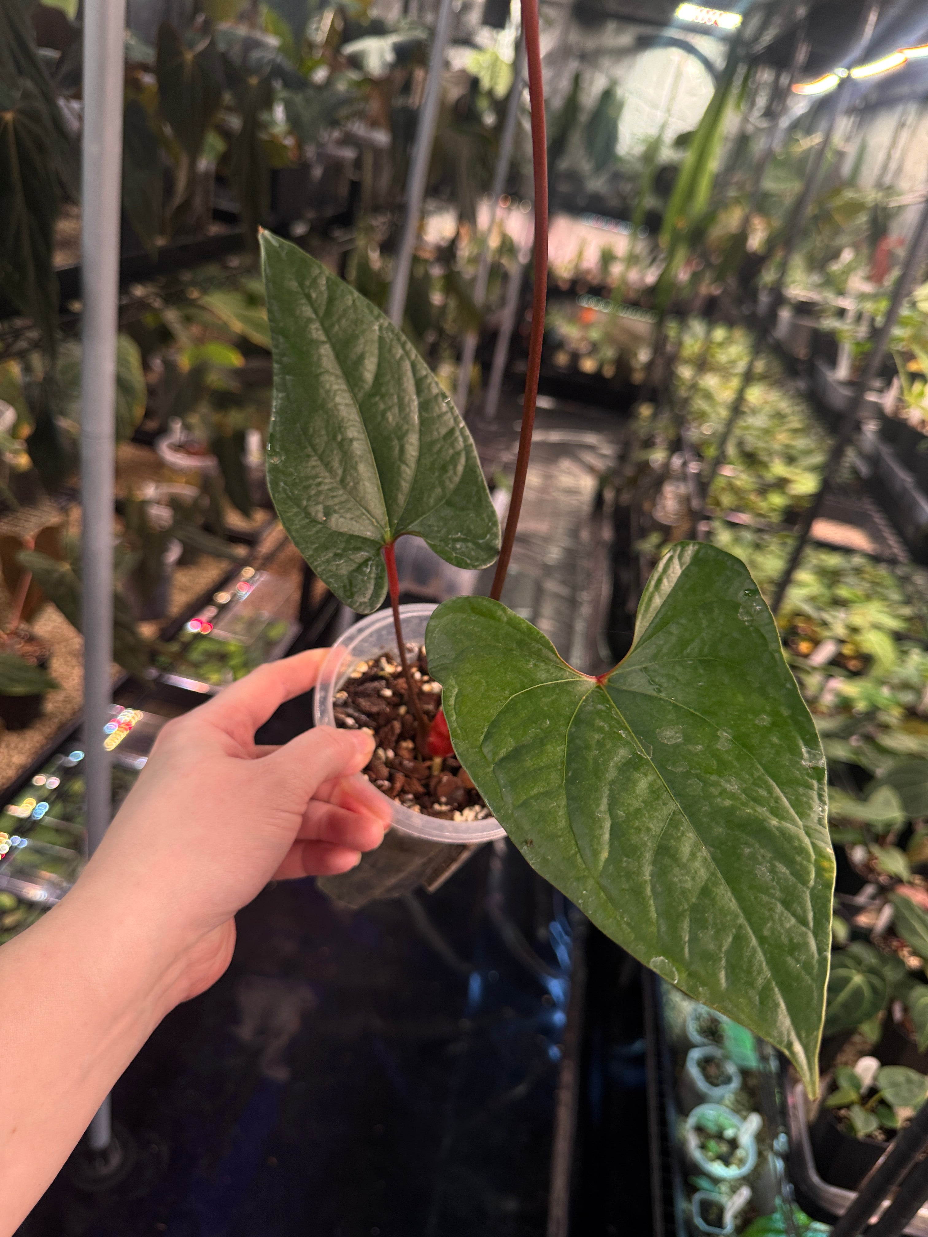 Anthurium Sagittatum x Luxurians