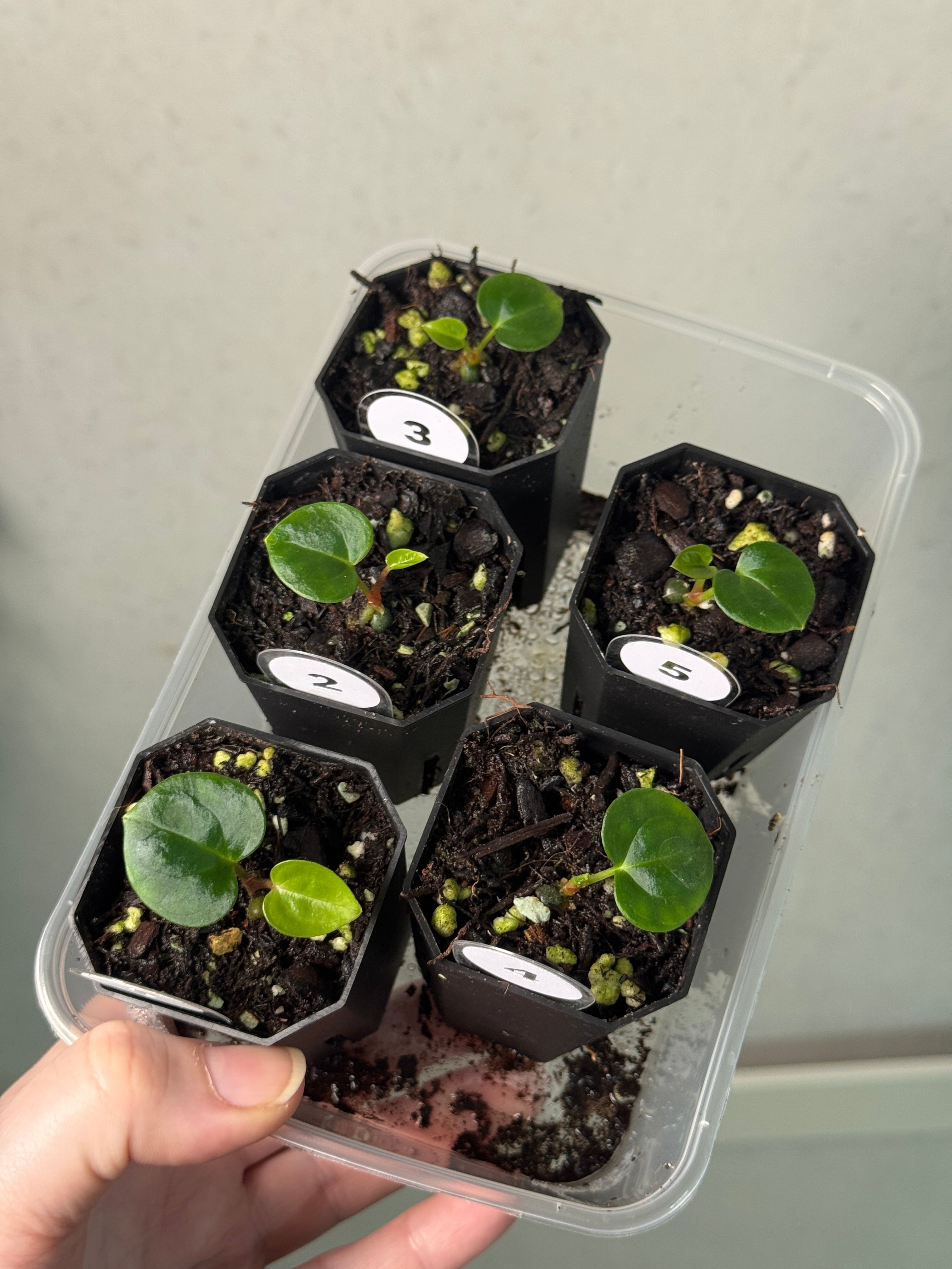 Anthurium Carlablackiae (RA5 x RA10) x ((Dressleri RG x Carlablackiae ‘Amanda’) x BVEP) - SMUKHI