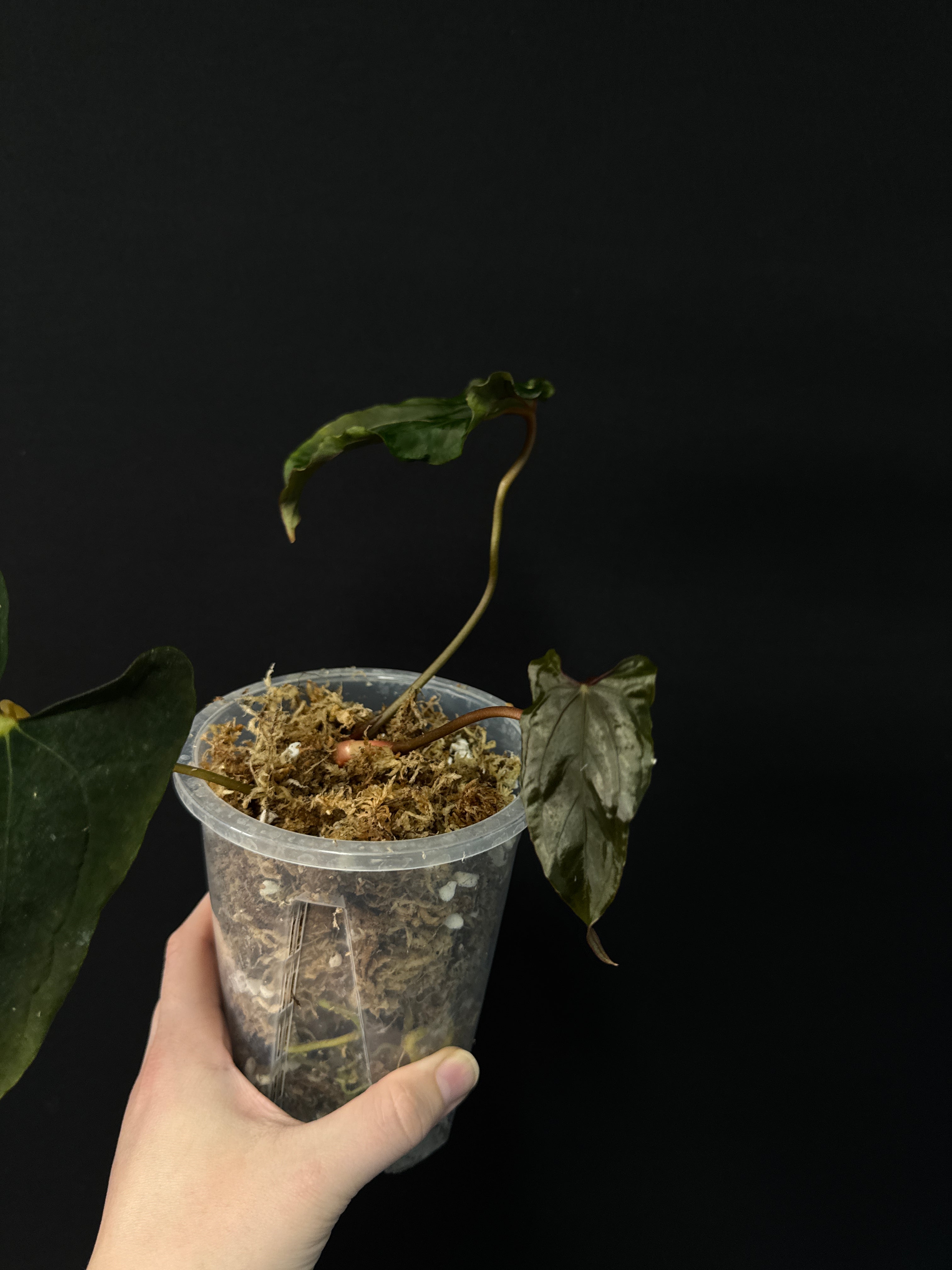 Anthurium Ralph Lynam x self