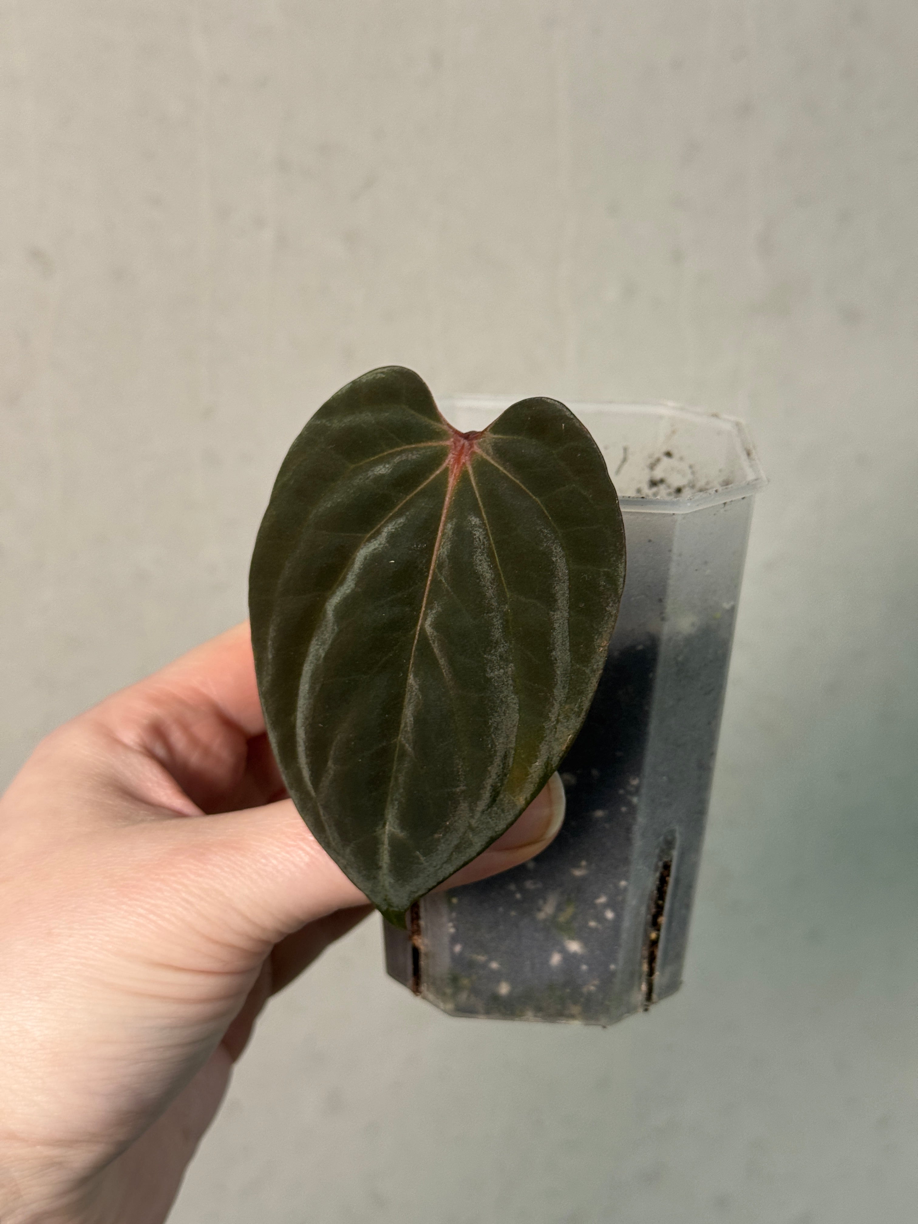 Anthurium Papillilaminum x BVEP 'Hanni' - Clone - SMUKHI