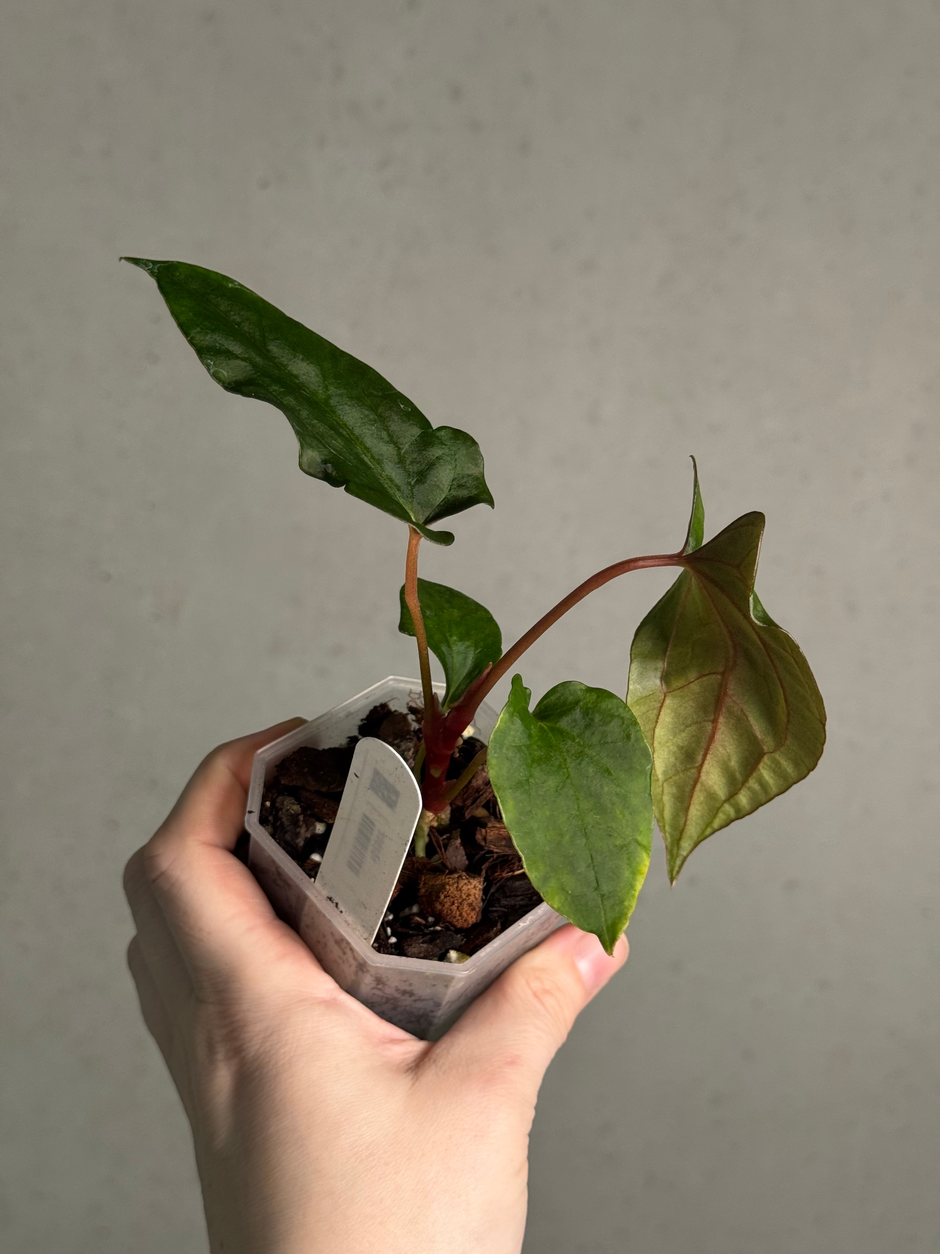 Anthurium Ralph Lynam x self - SMUKHI