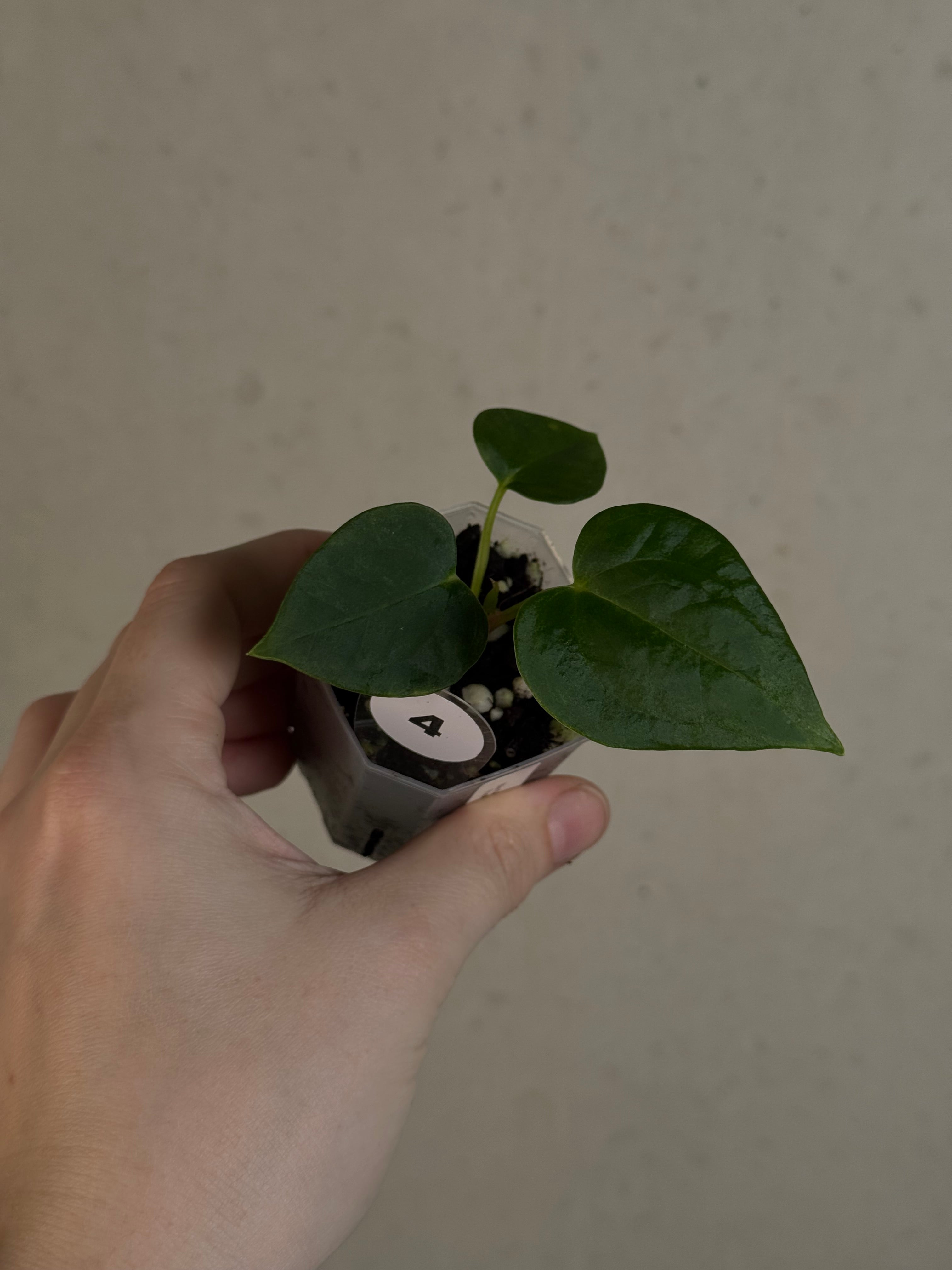 Anthurium (Blue Papillilaminum x Forgetii) x (Papillilaminum XOne x XOne)