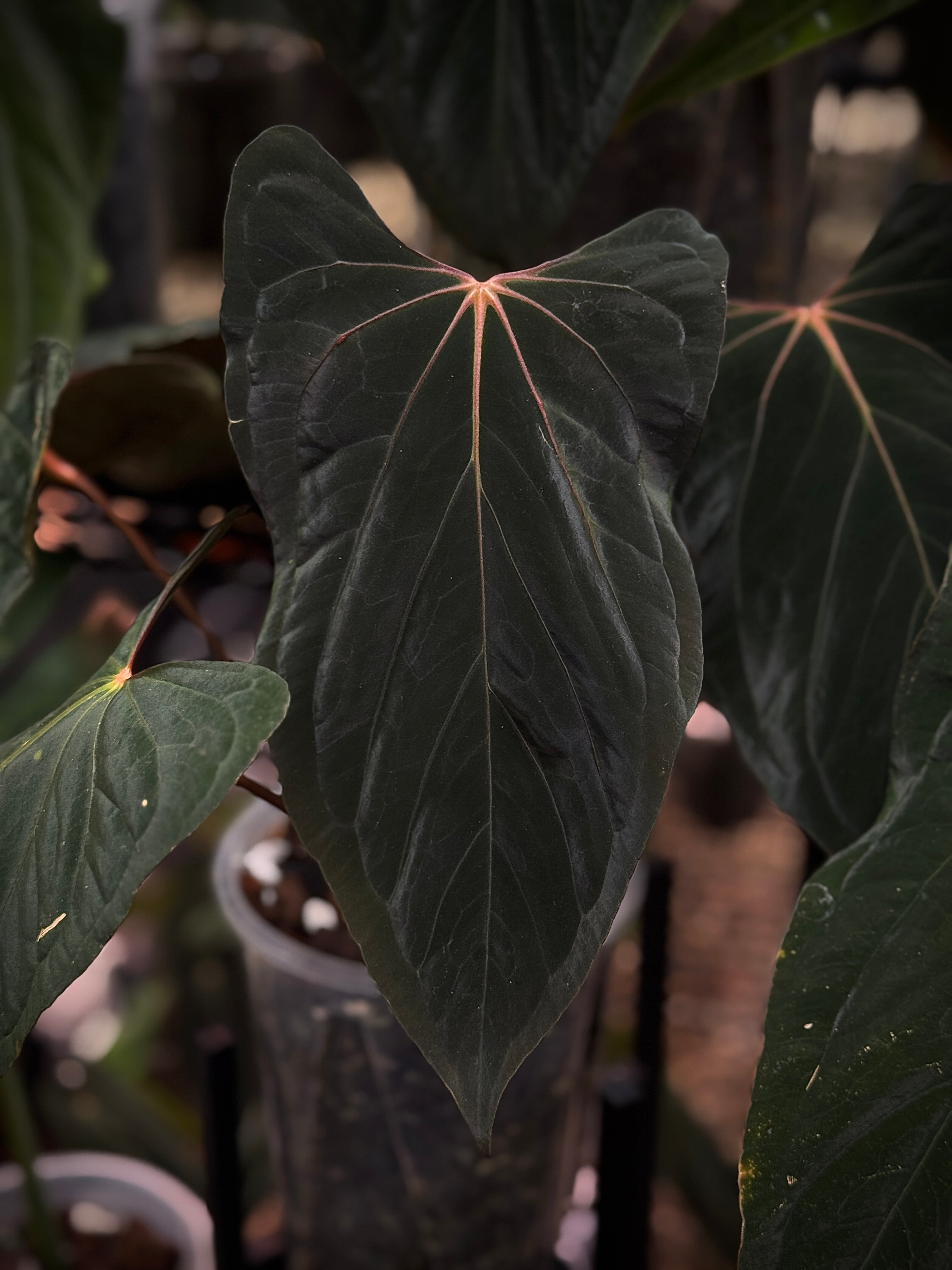 NFS: Anthurium RLxFS S1 - SMUKHI