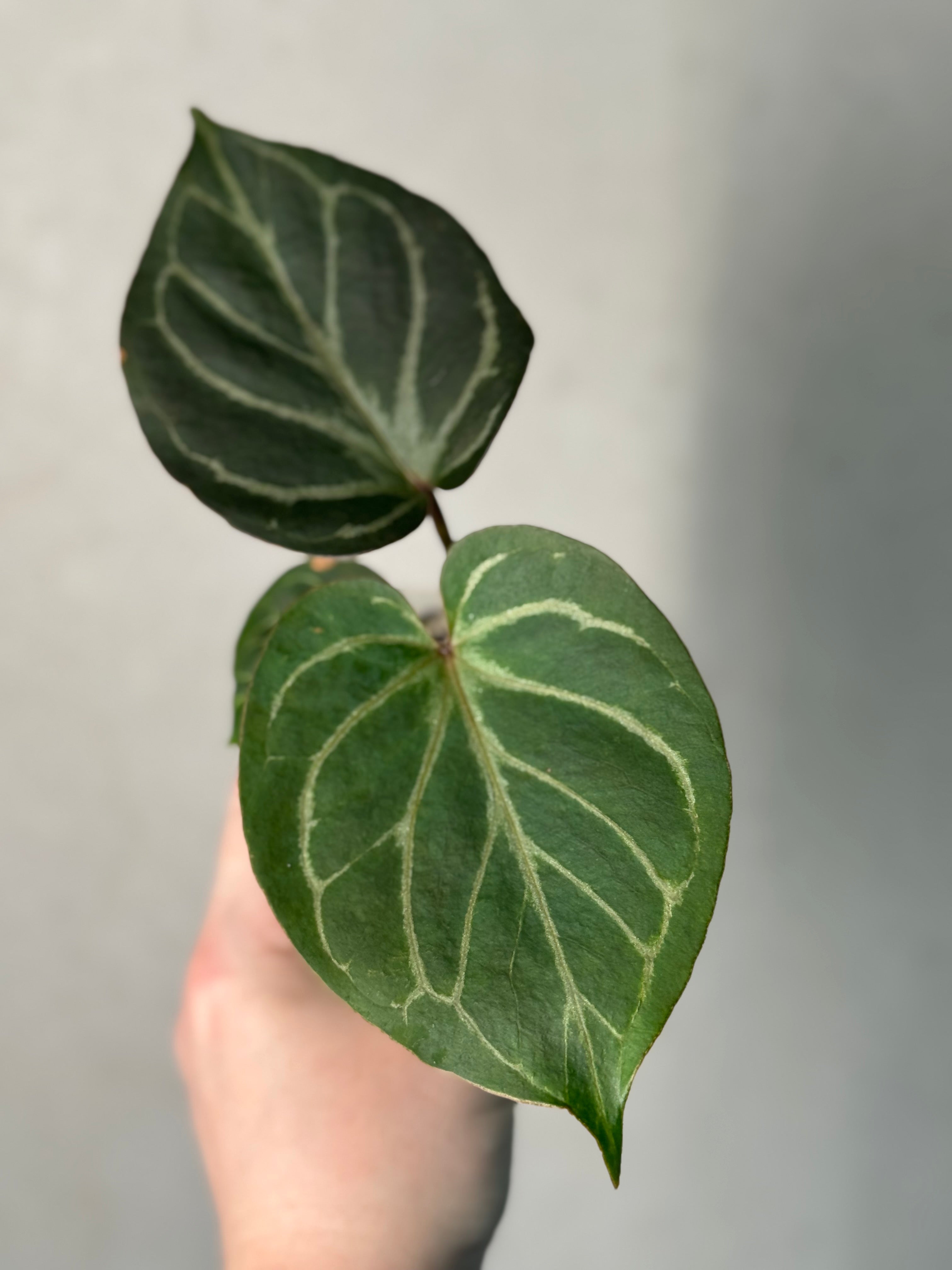 Anthurium HU x Red Crystallinum - Clone