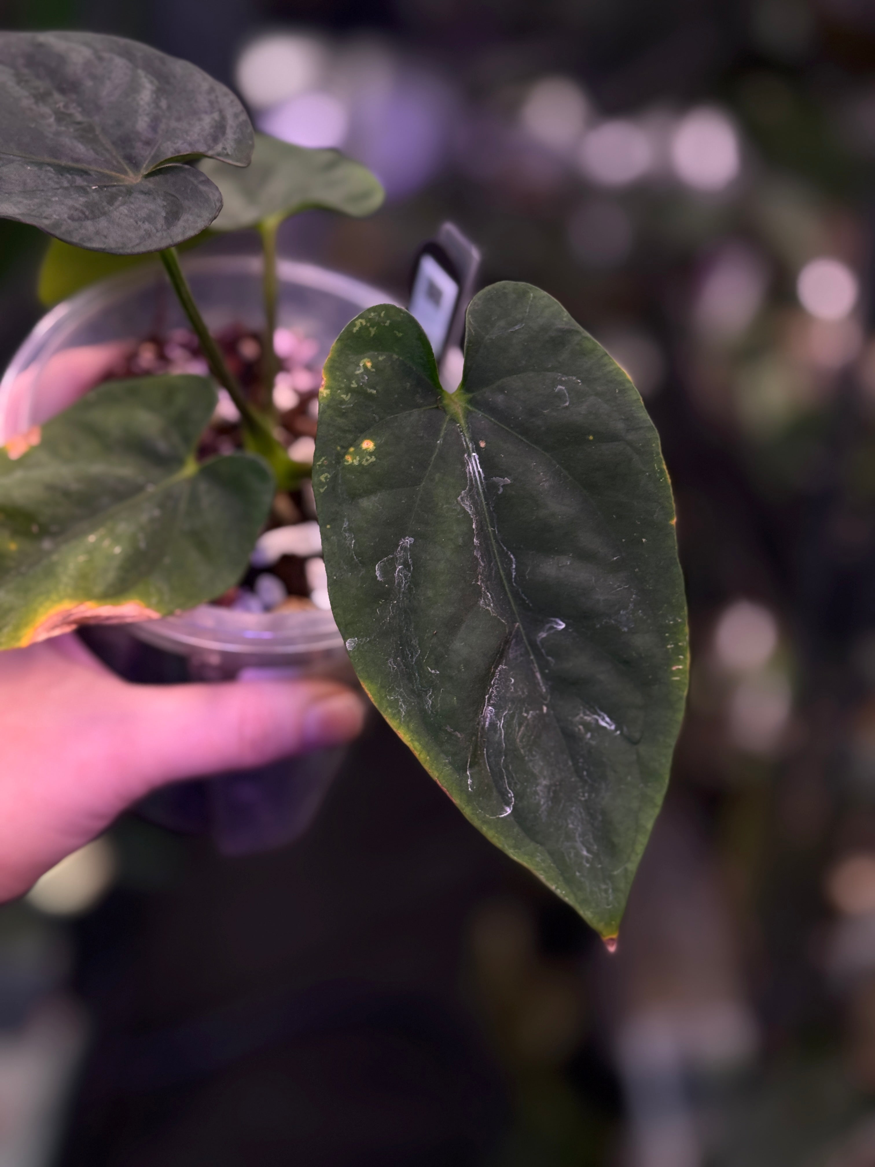 Anthurium RG Dressleri F2 ‘Dre’ x F1 ‘Ivy’