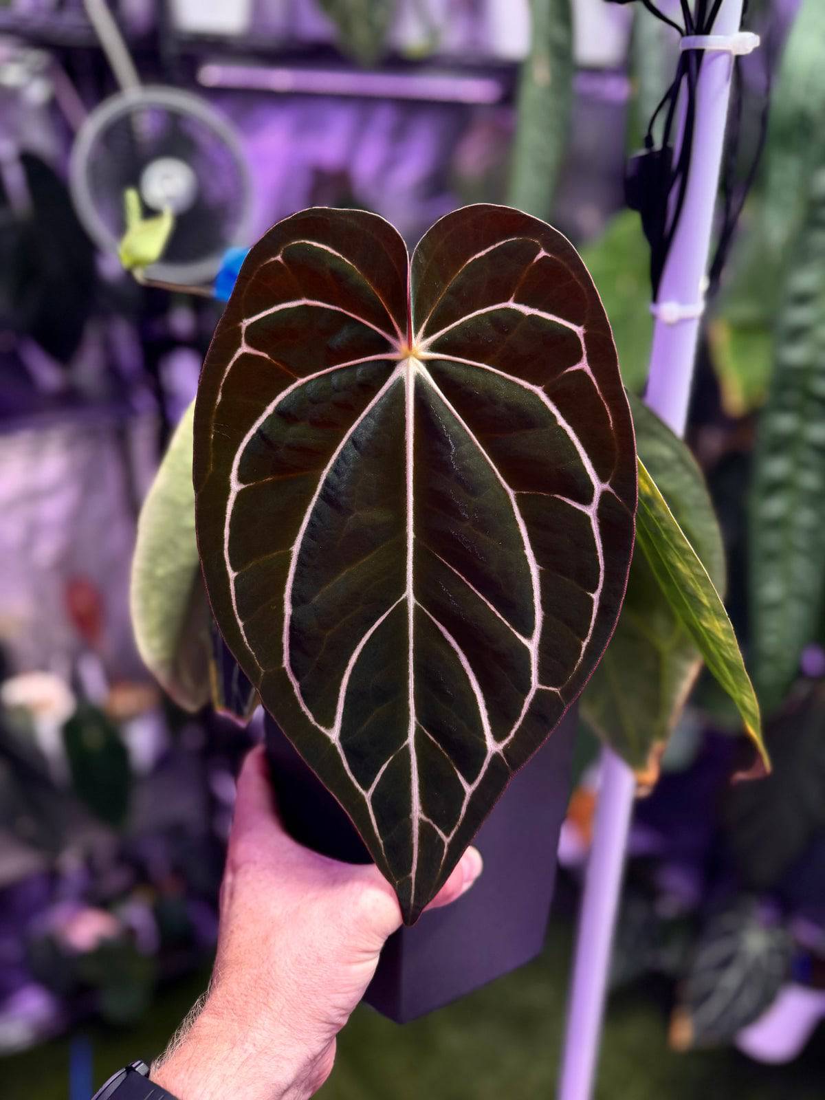 Anthurium Carlablackiae RA4 x RA8 - SMUKHI
