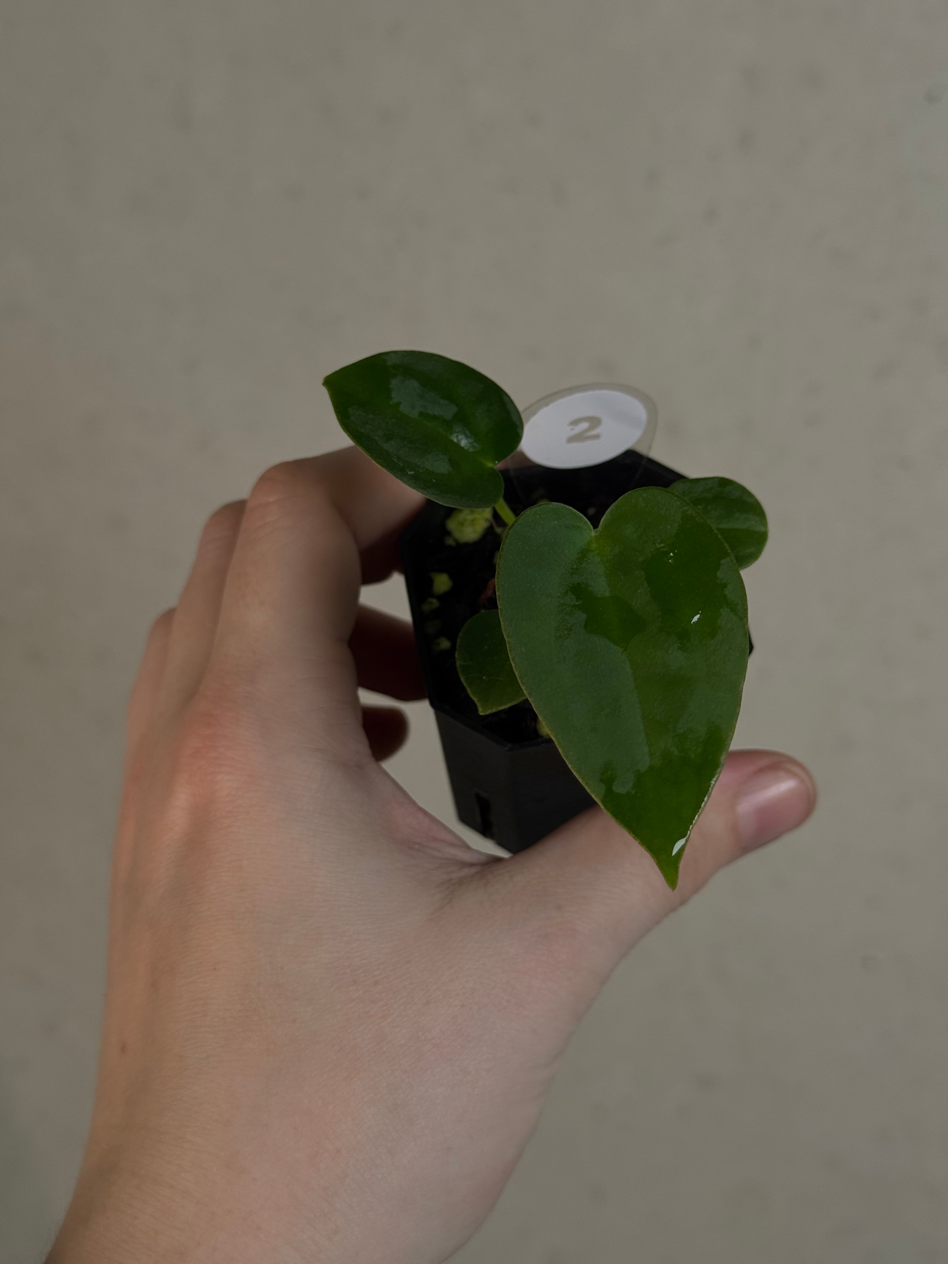 Anthurium ('Red Spider' x Forgetii) x (Black Widow x Red Velvet Cake)