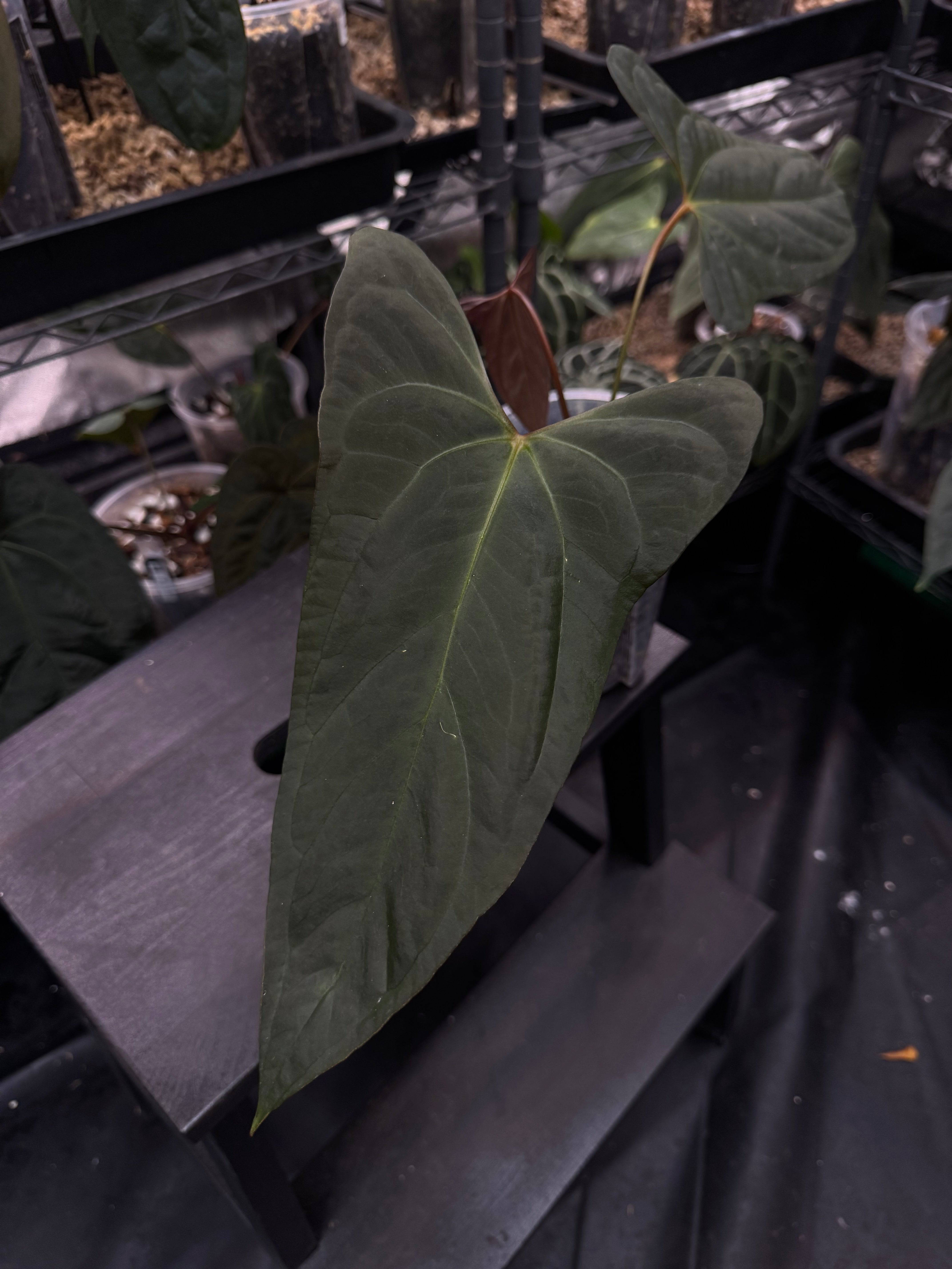 Anthurium Papillilaminum XOne x Indo Portillae - Clone - SMUKHI