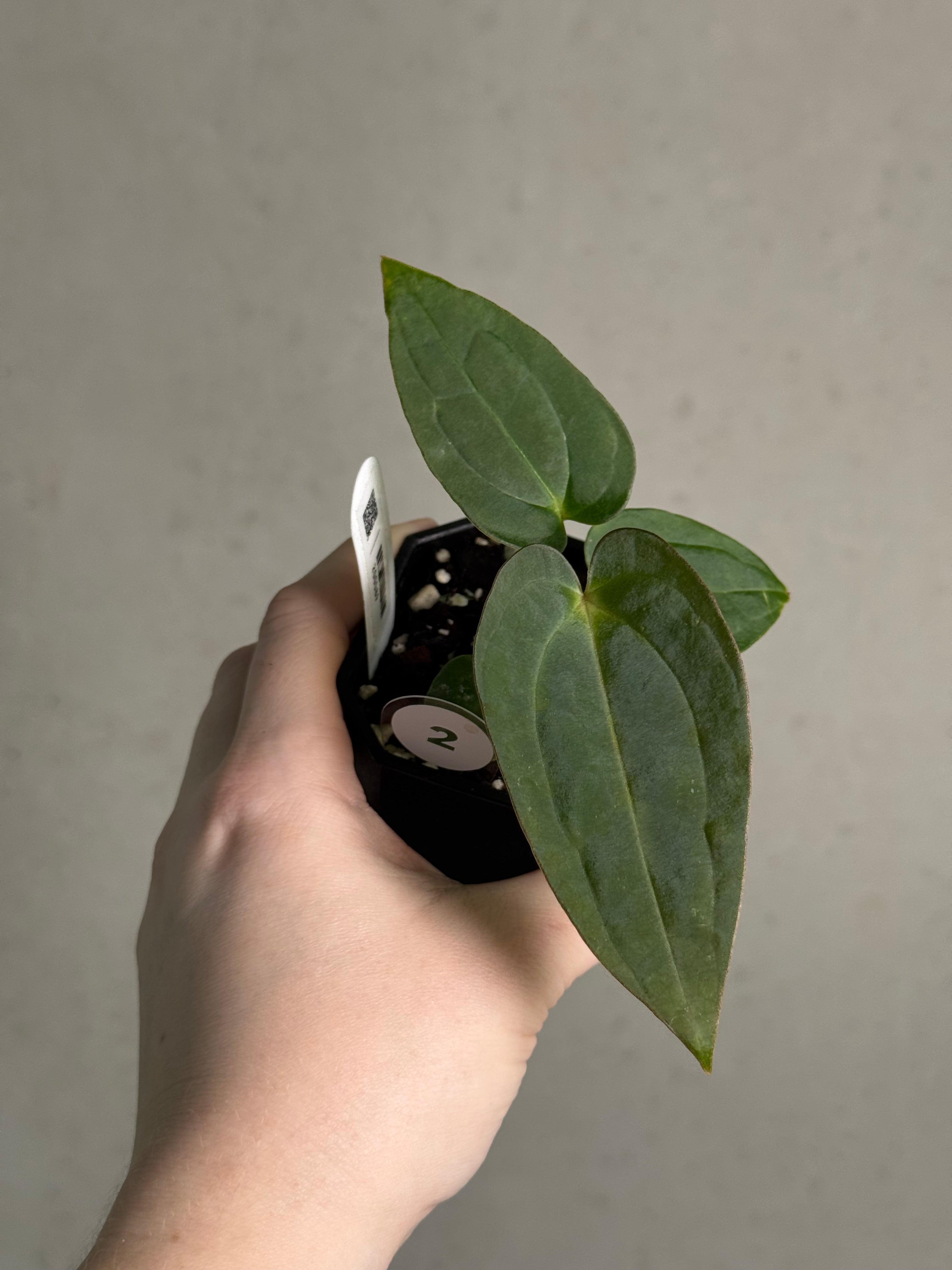 Anthurium (BVEP x Luxurians) x Carlablackiae ('Round' x GPH-001) - SMUKHI