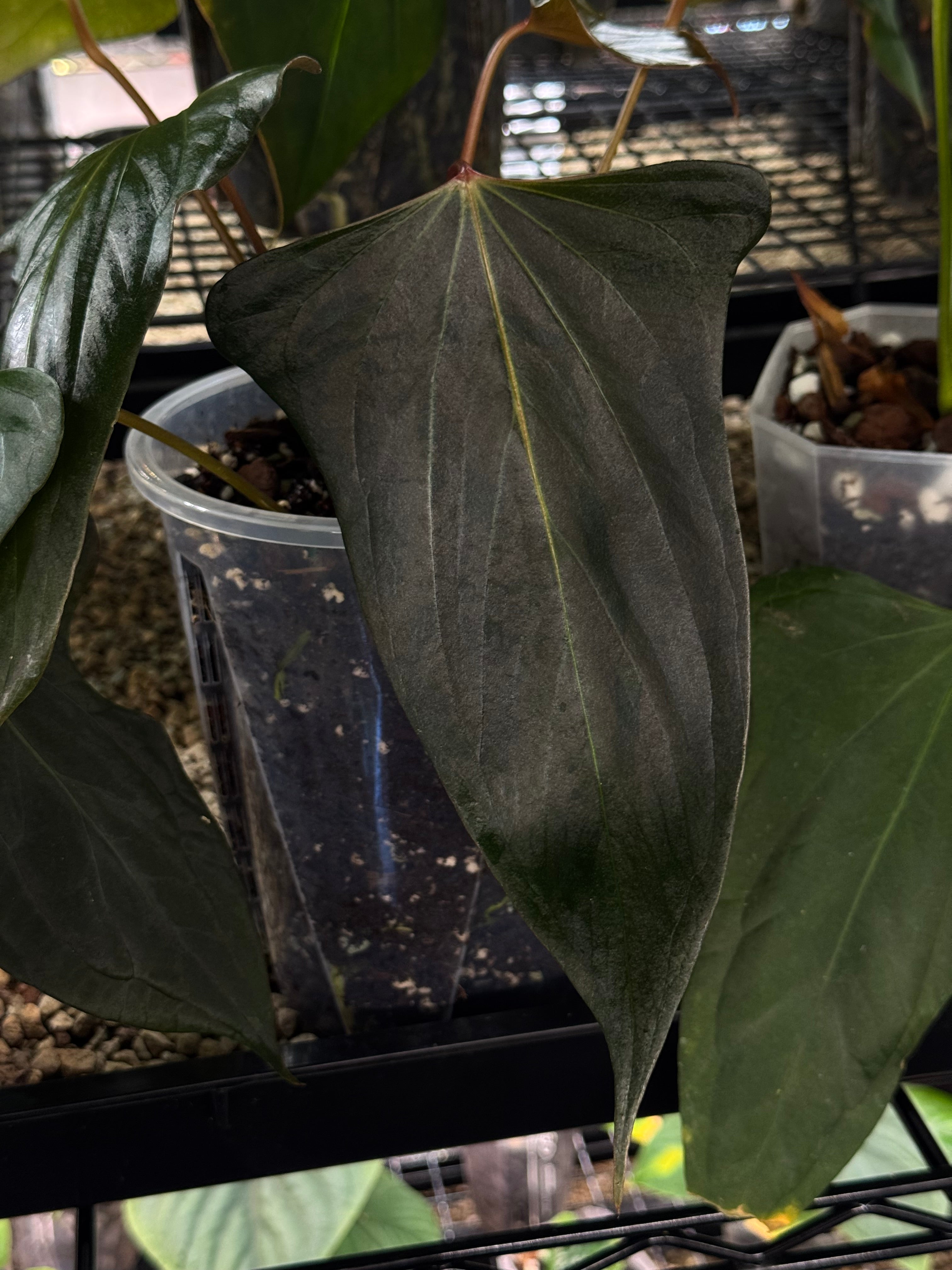 Anthurium ‘Black Sweet’ #2 - Clone