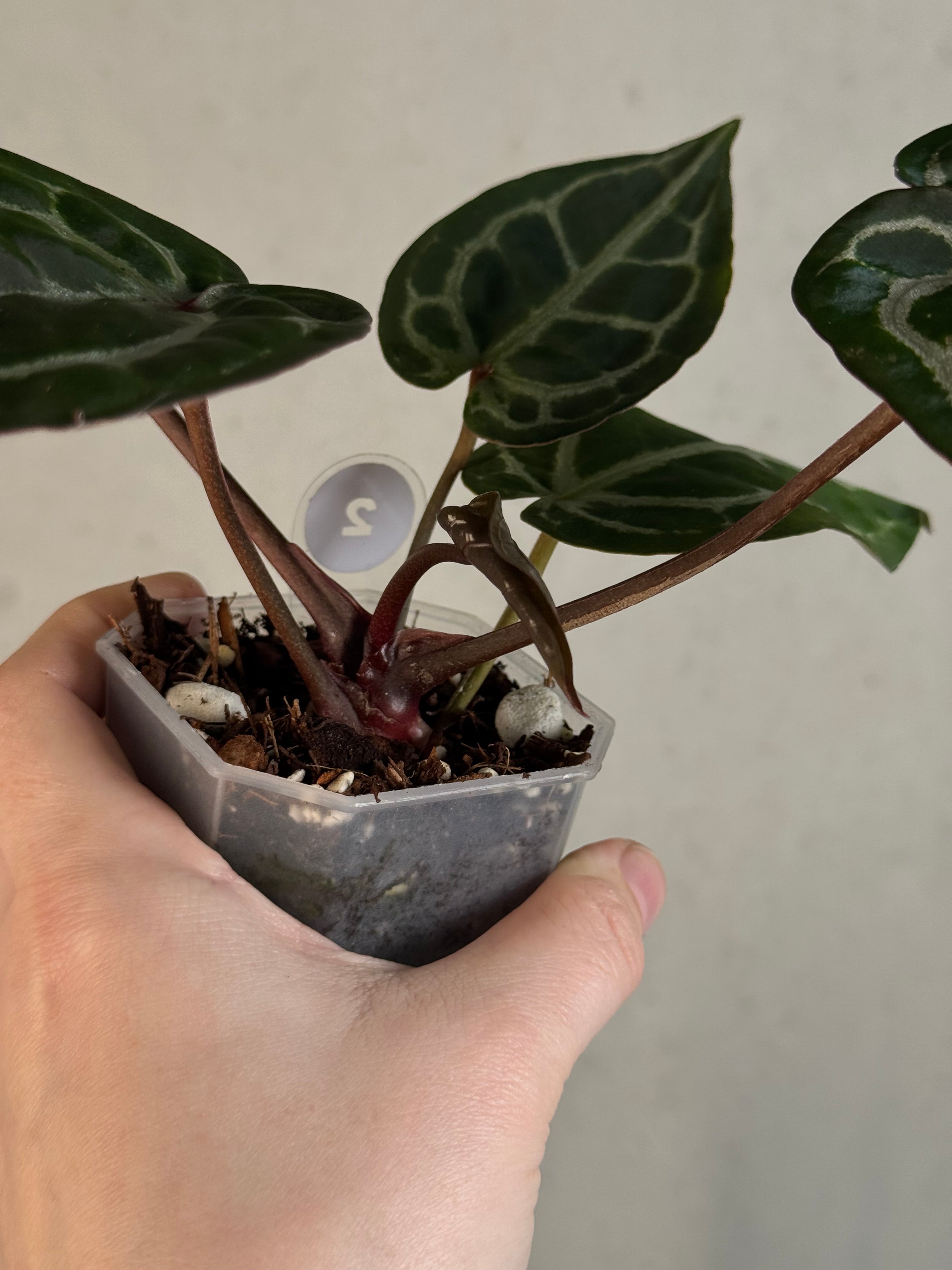 Anthurium DocBlock Michelle