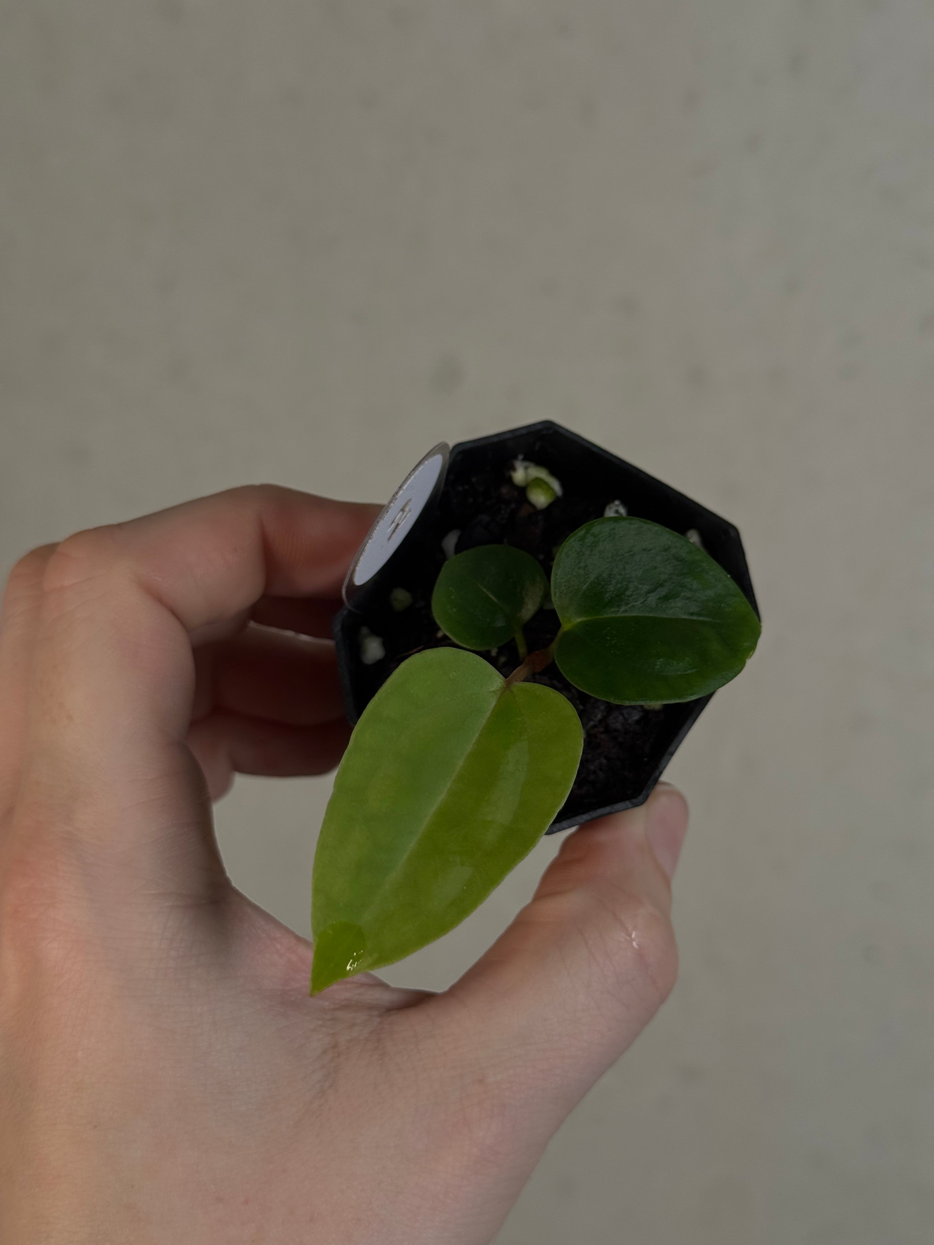 Anthurium Singapore Trilobe x Carlablackiae ‘JPG.1’