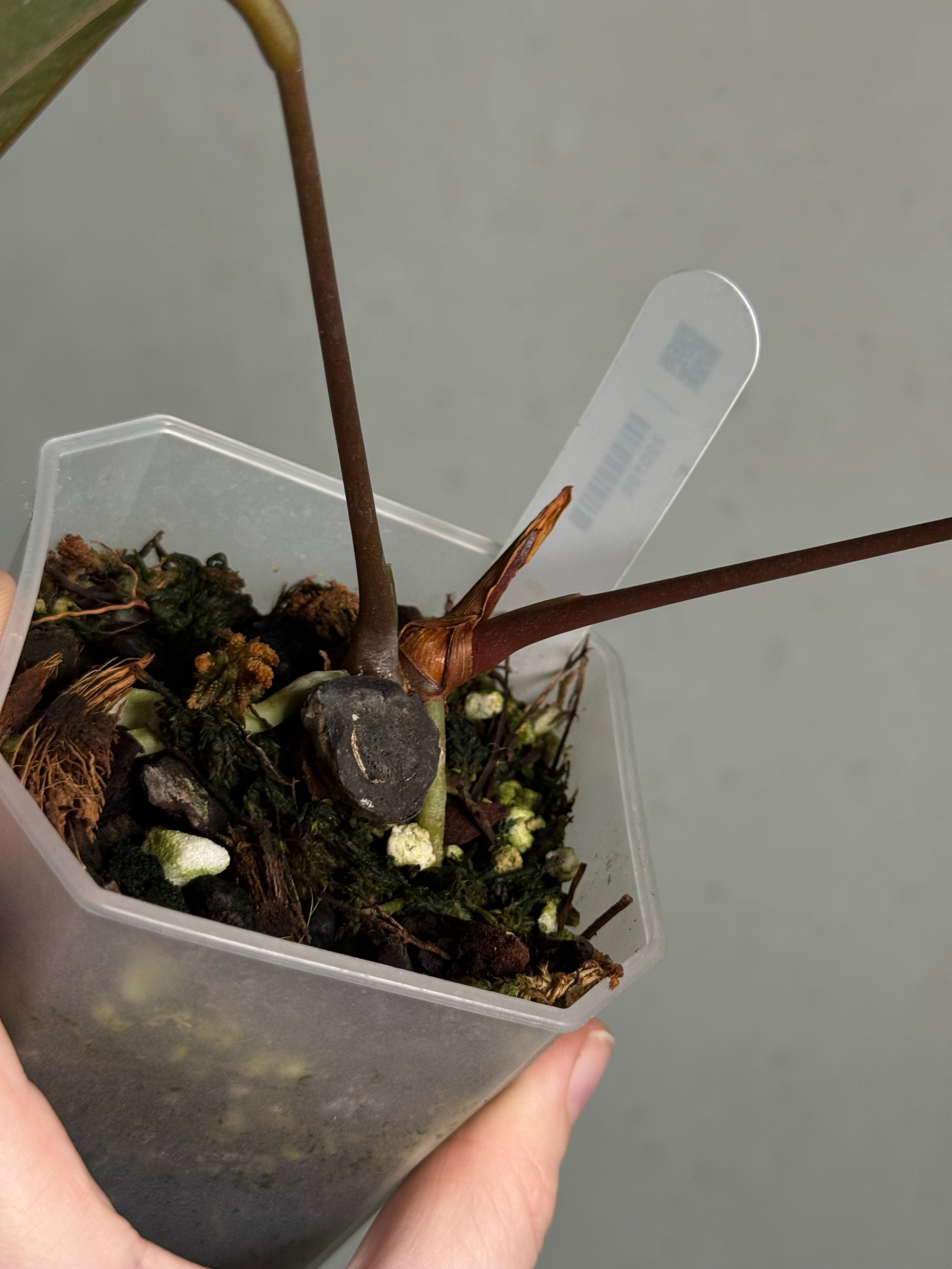 Anthurium Ace of Spades Dark Form x Papillilaminum 'Incurved lobes' - Clone - SMUKHI