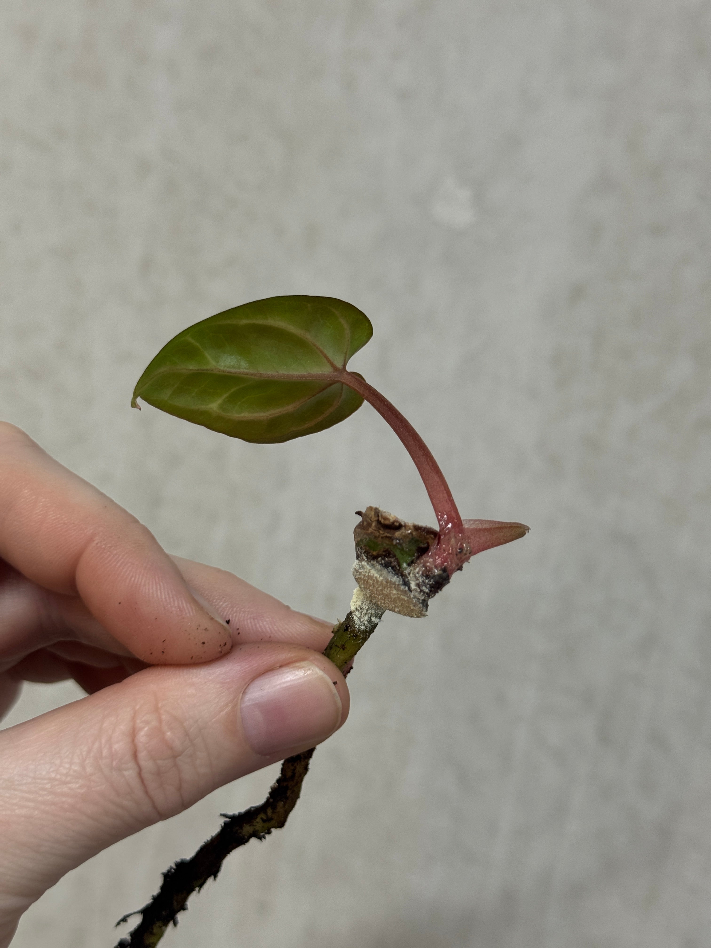 Anthurium Carlablackiae SS x RA10 - Clone - Pre-order