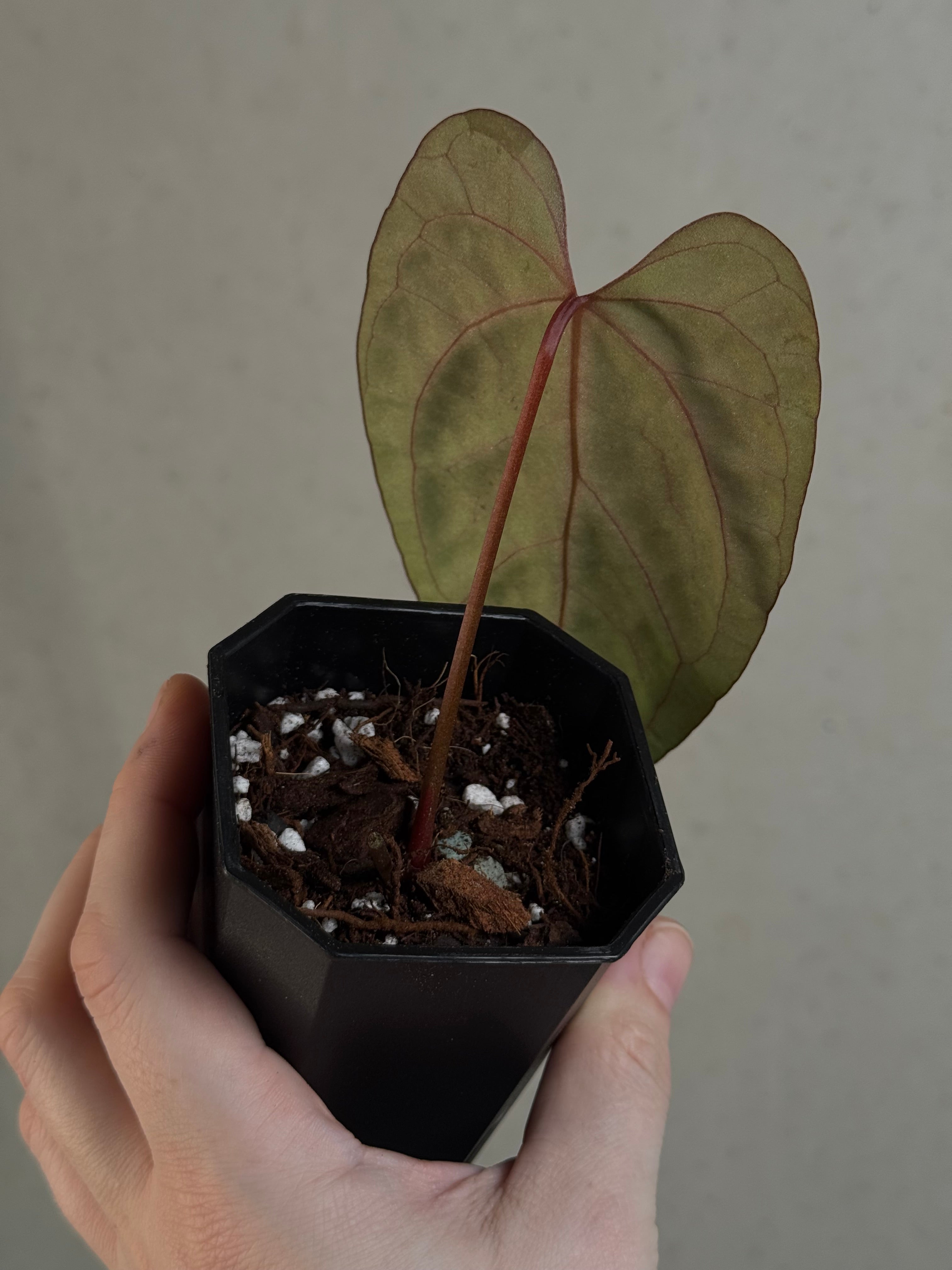 Anthurium Ace of Spades Dark Form x Papillilaminum 'Marie' - Clone - Pre-order