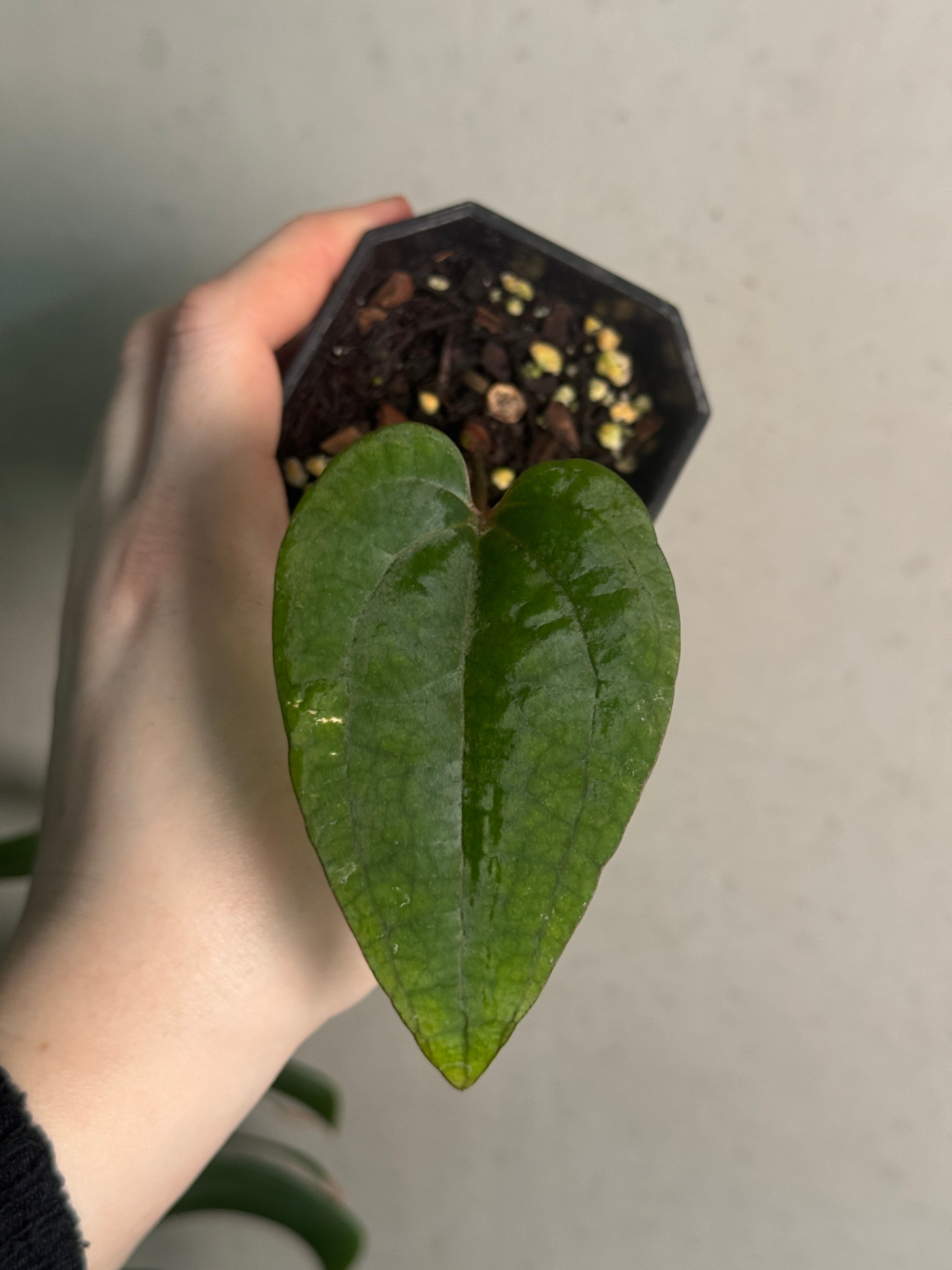 Anthurium Ace of Spades Dark Form F1 (SKG) - Clone - SMUKHI
