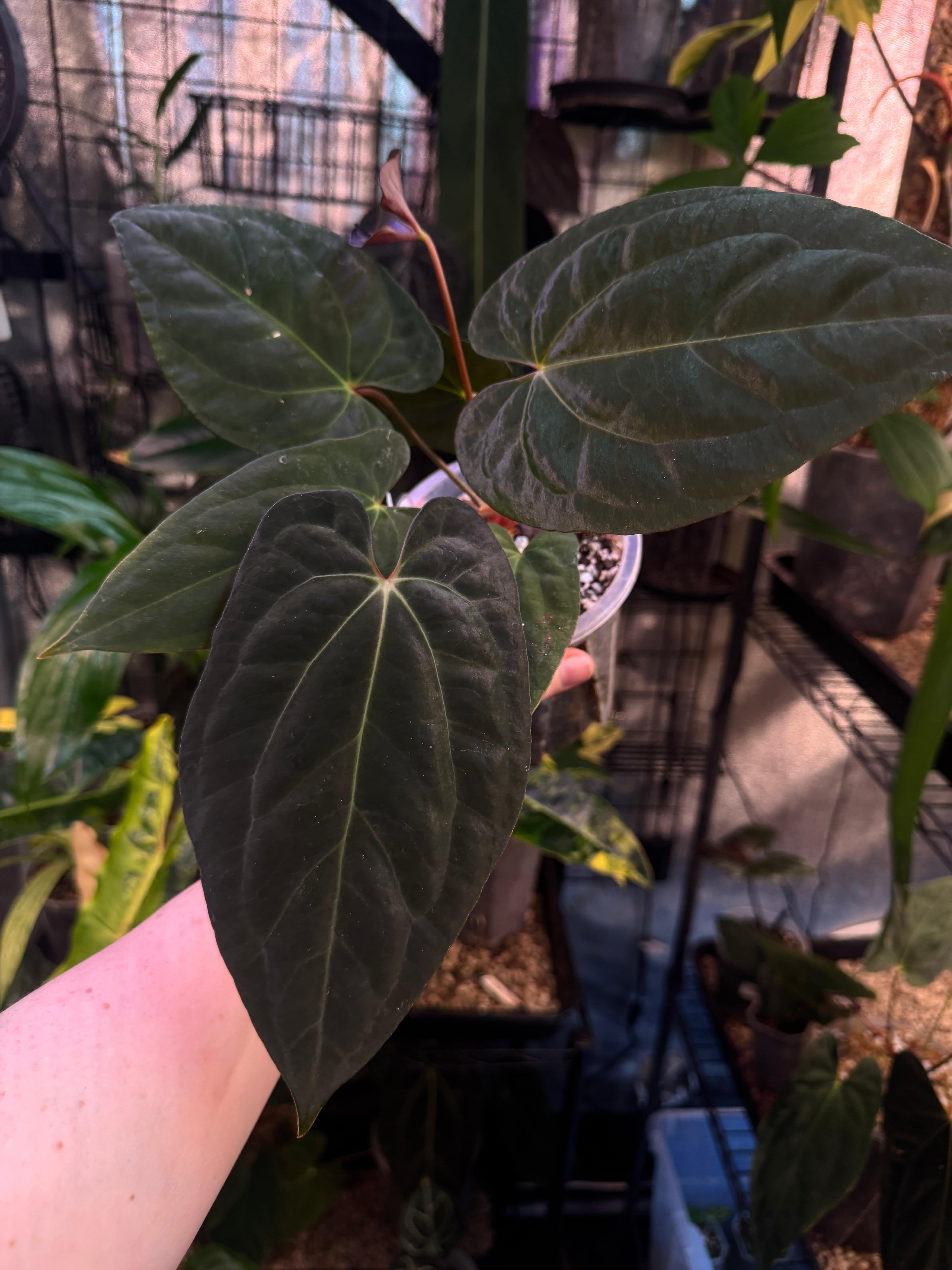 Anthurium Papillilaminum XOne - Clone - SMUKHI