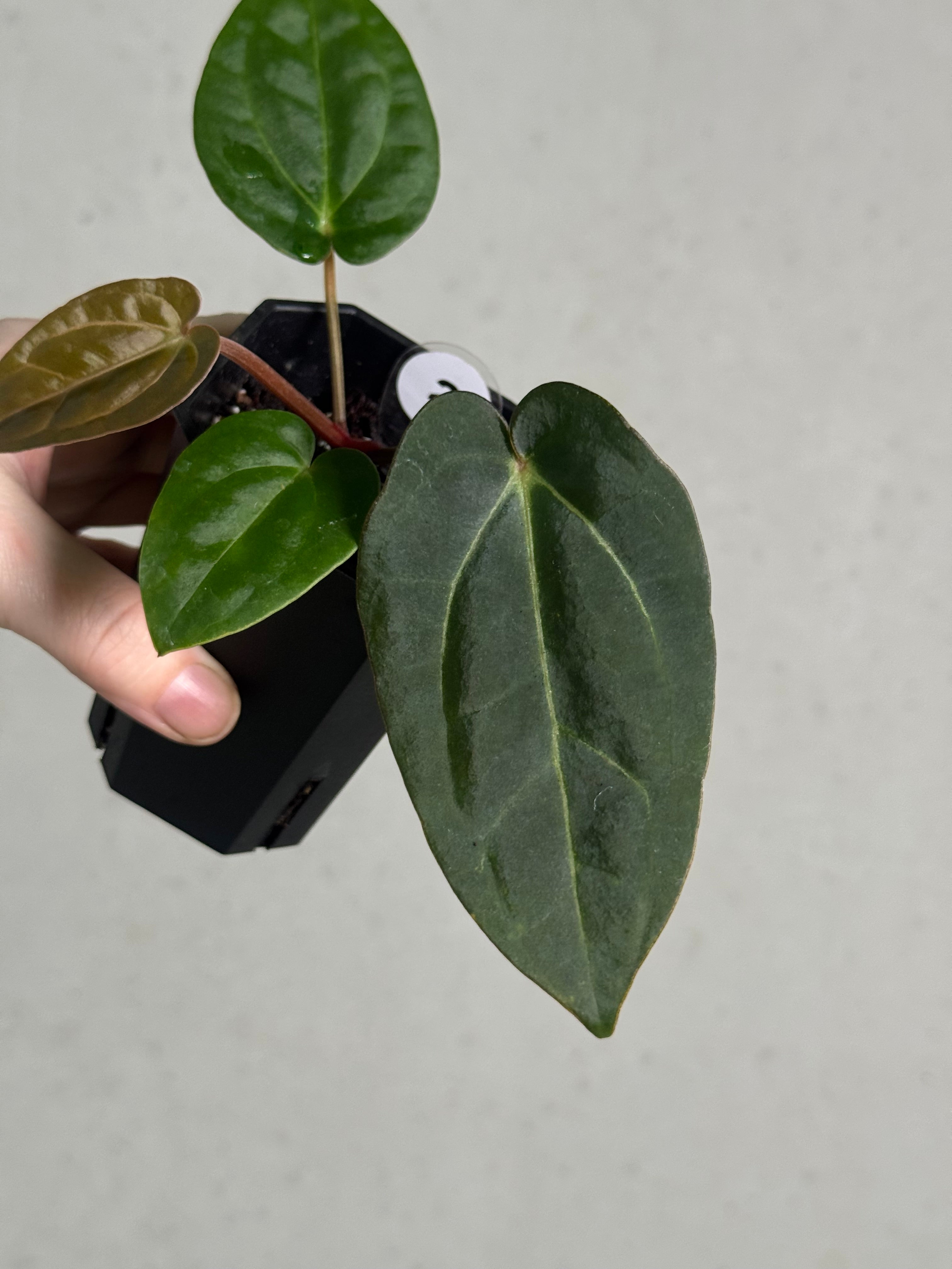 Anthurium Carlablackiae RA10 S1 x Dressleri ‘Obsidian’ - SMUKHI