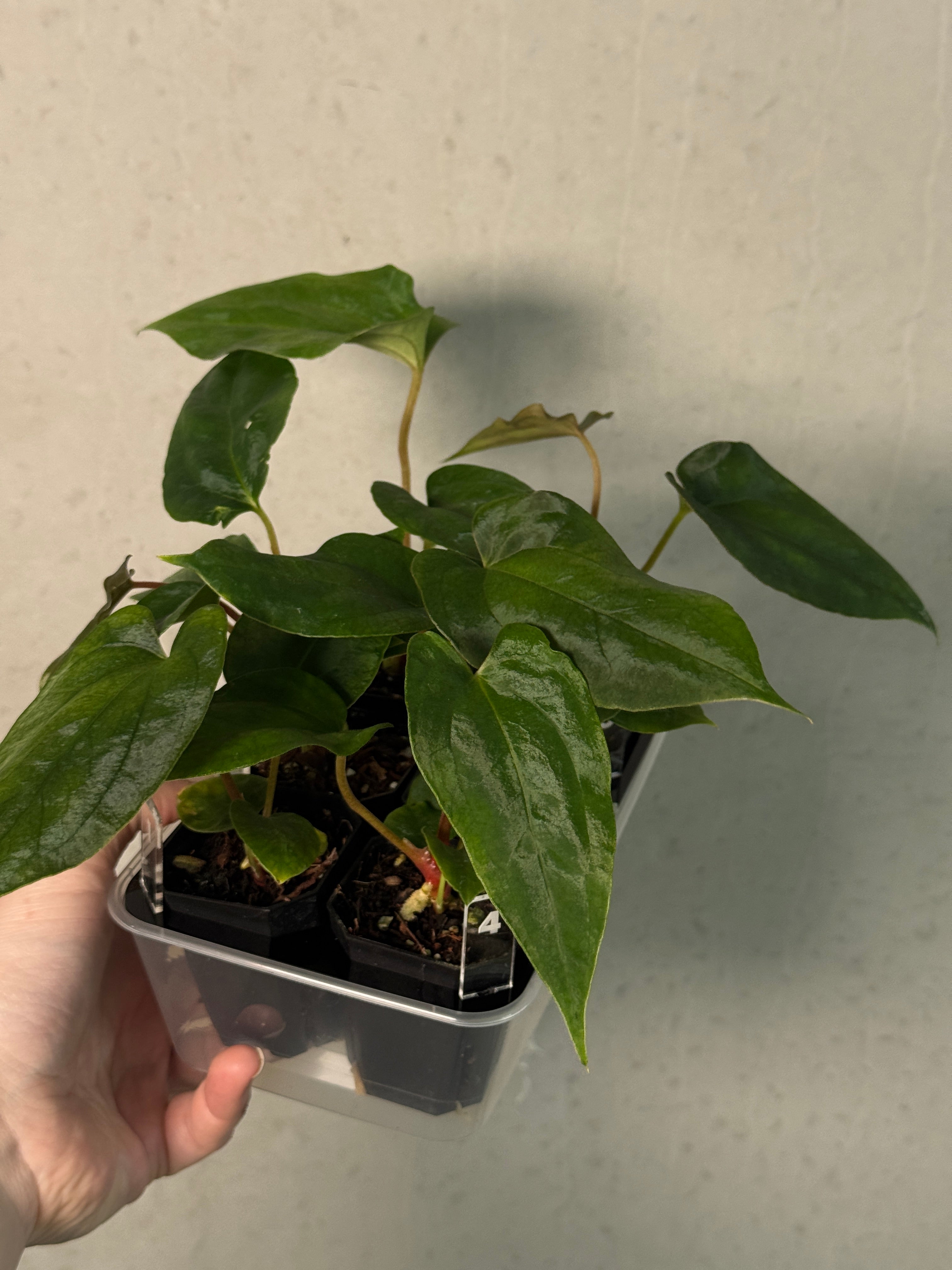 Anthurium Papillilaminum Ree Gardens x Ralph Lynam S1