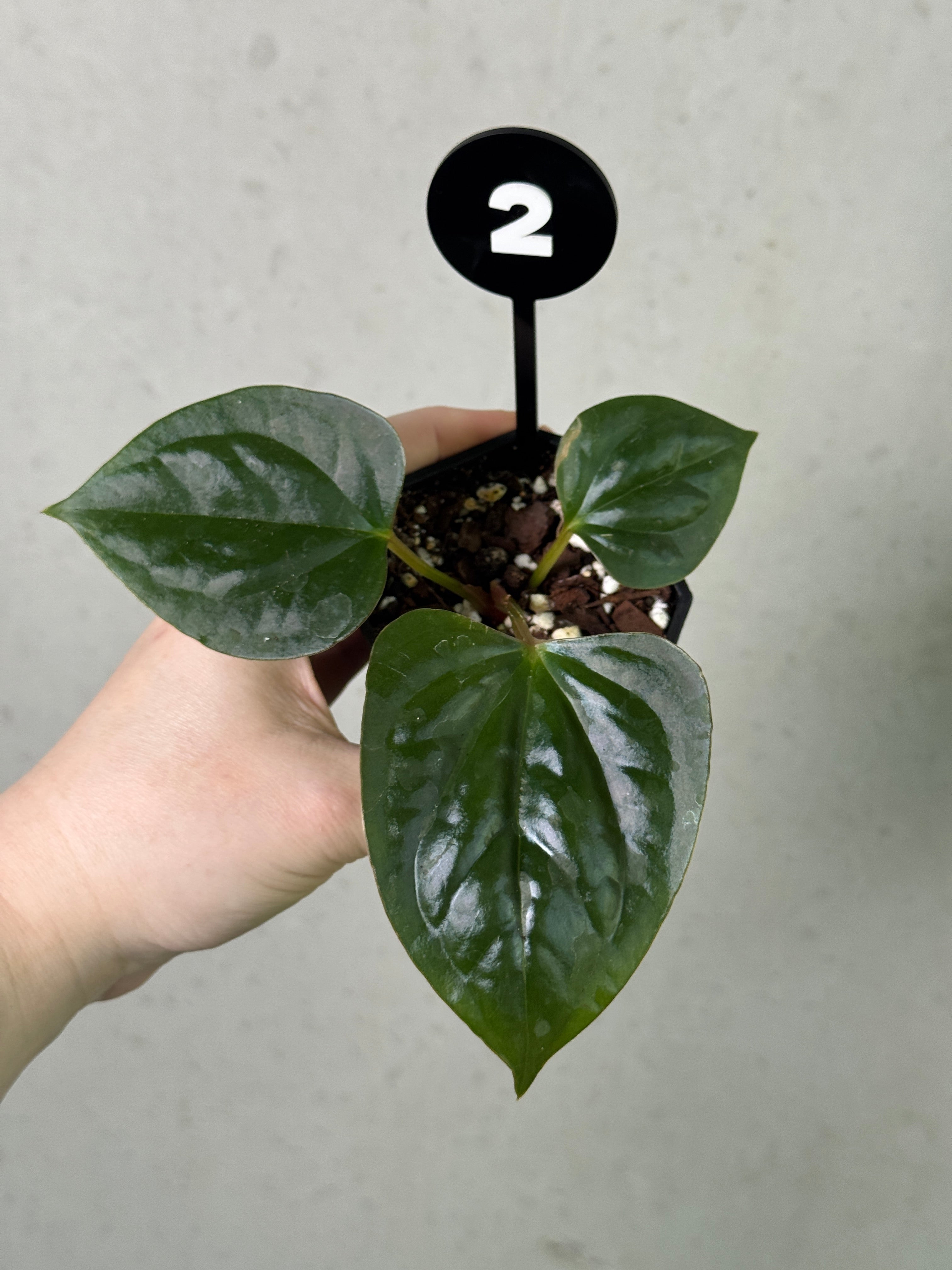 Dark Phoenix x Goliath and Napo x Luxurians Anthurium plants from SMUKHI with lush green leaves and vibrant dark red foliage.