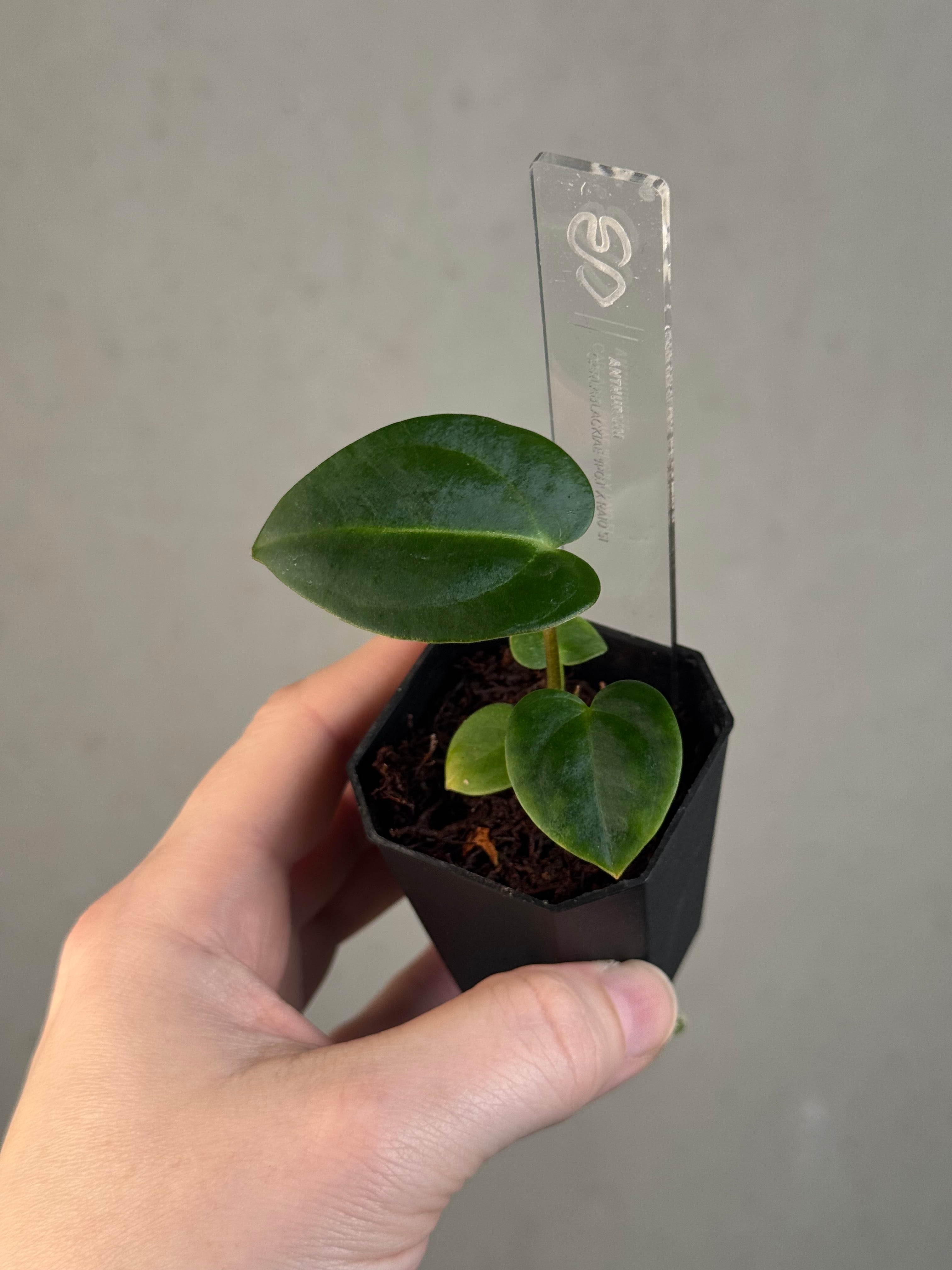Anthurium Carlablackiae 'JPG.1' x RA10 S1