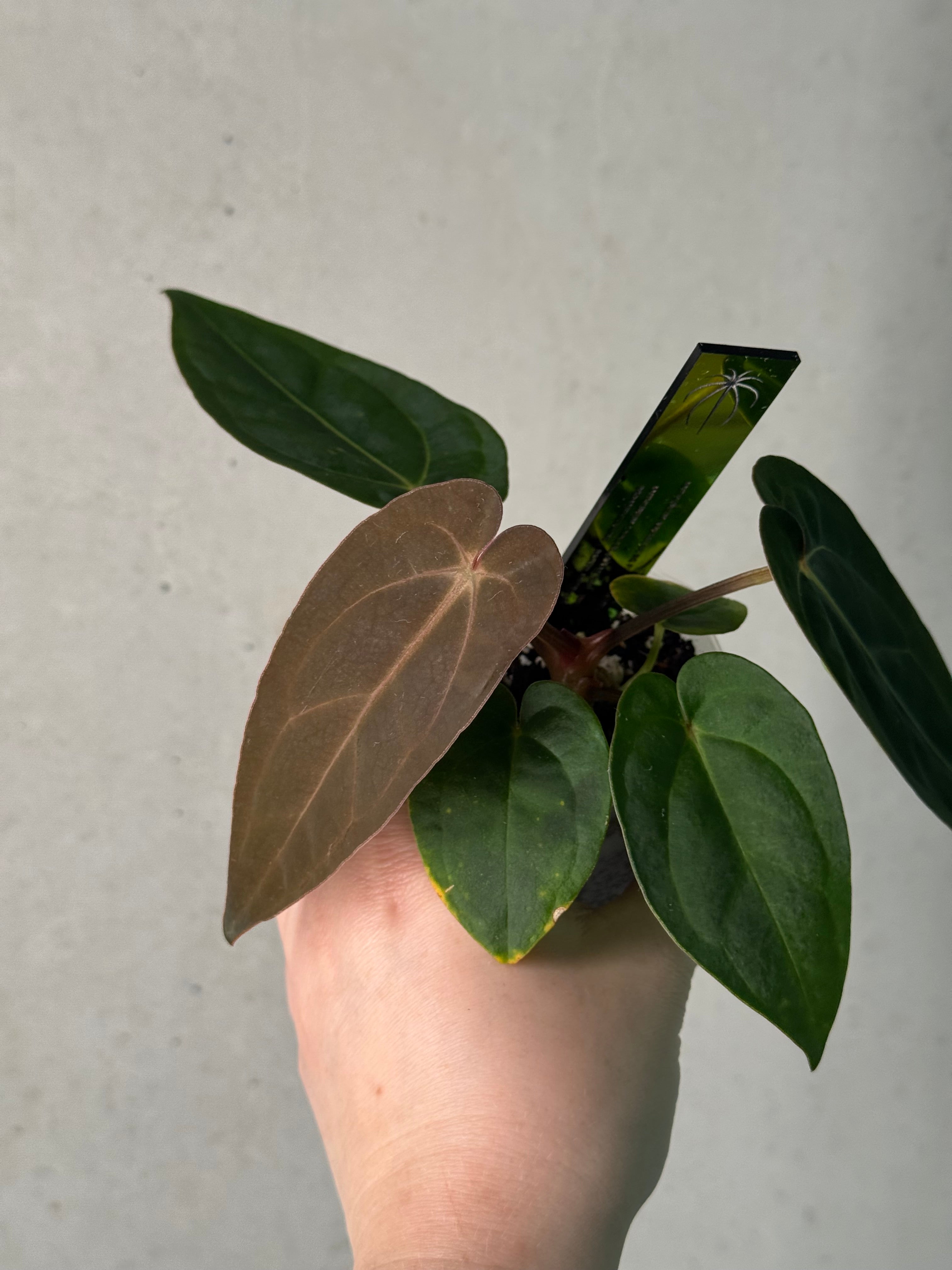 Anthurium Dressleri RG F2 ‘Dark Clone’ x Carlablackiae GPH-001