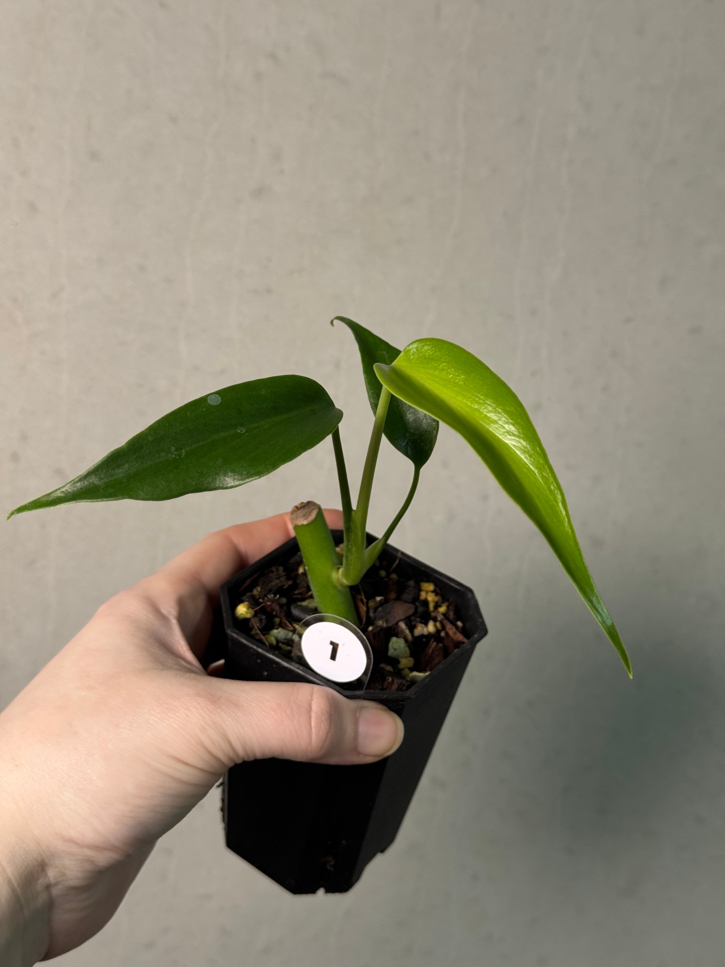 Monstera Burle Marx Flame - Clone - SMUKHI