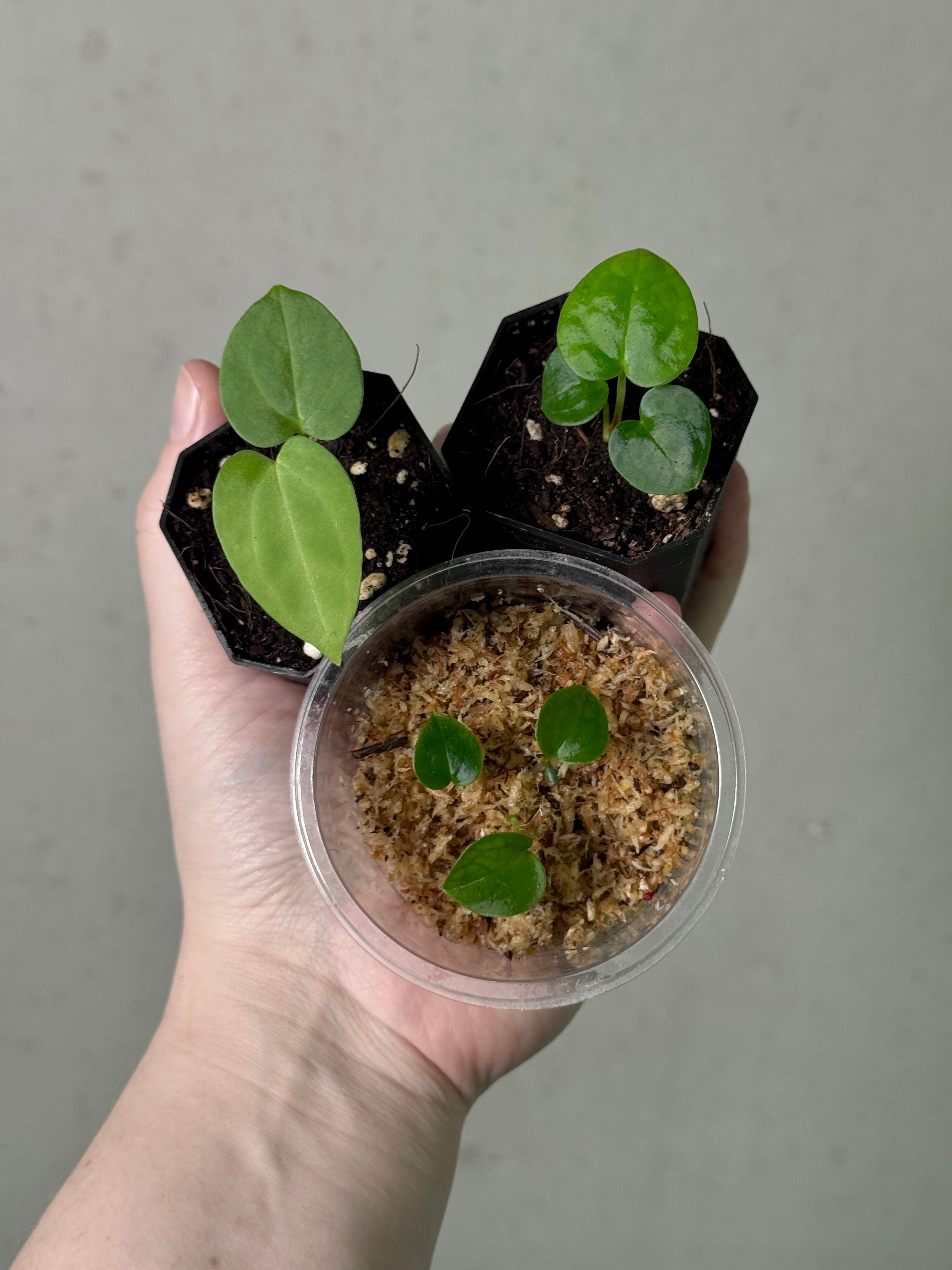 Anthurium Bundle #1