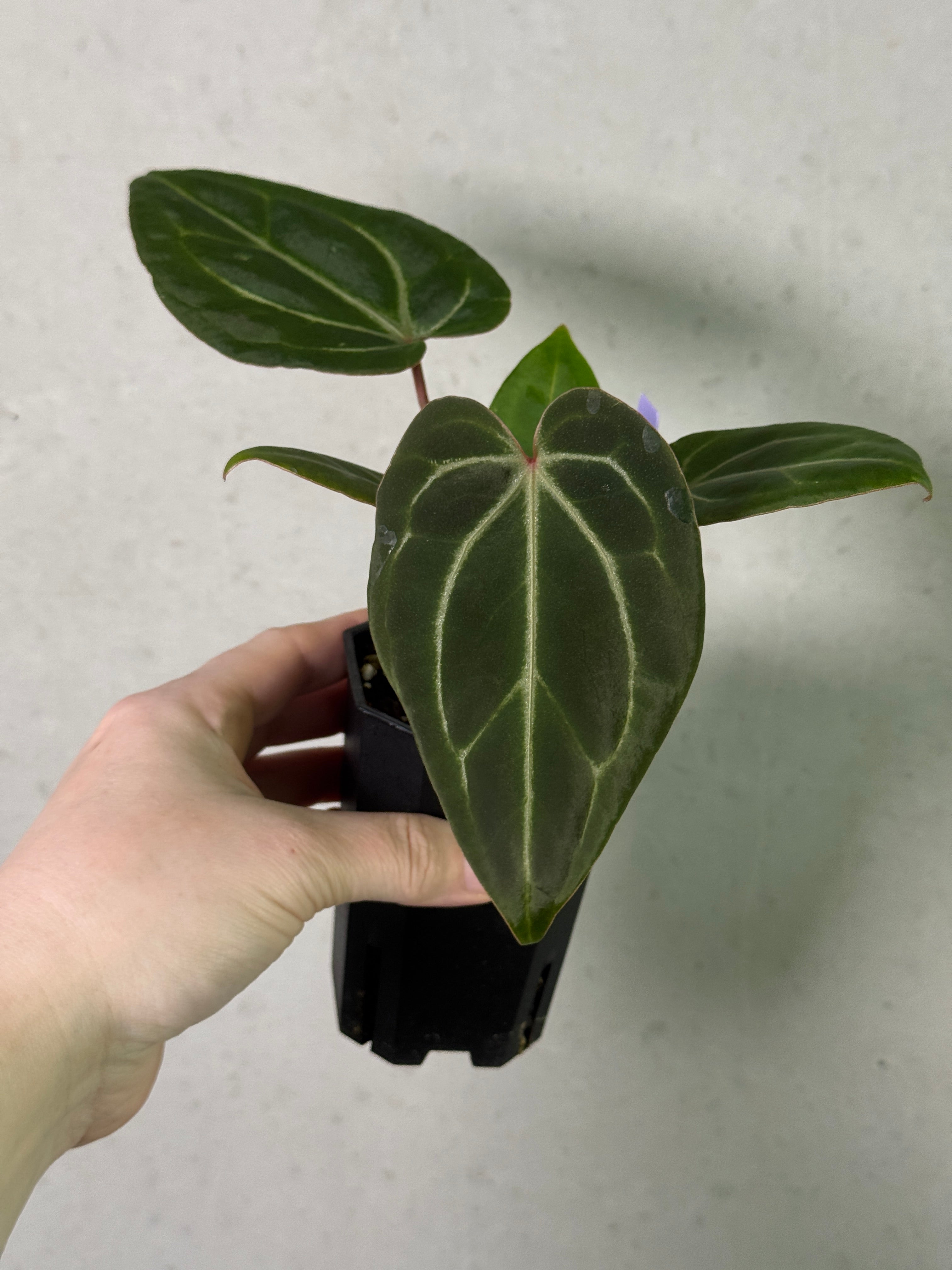 Anthurium 'Stripey' X2 x Besseae aff 'Spider'