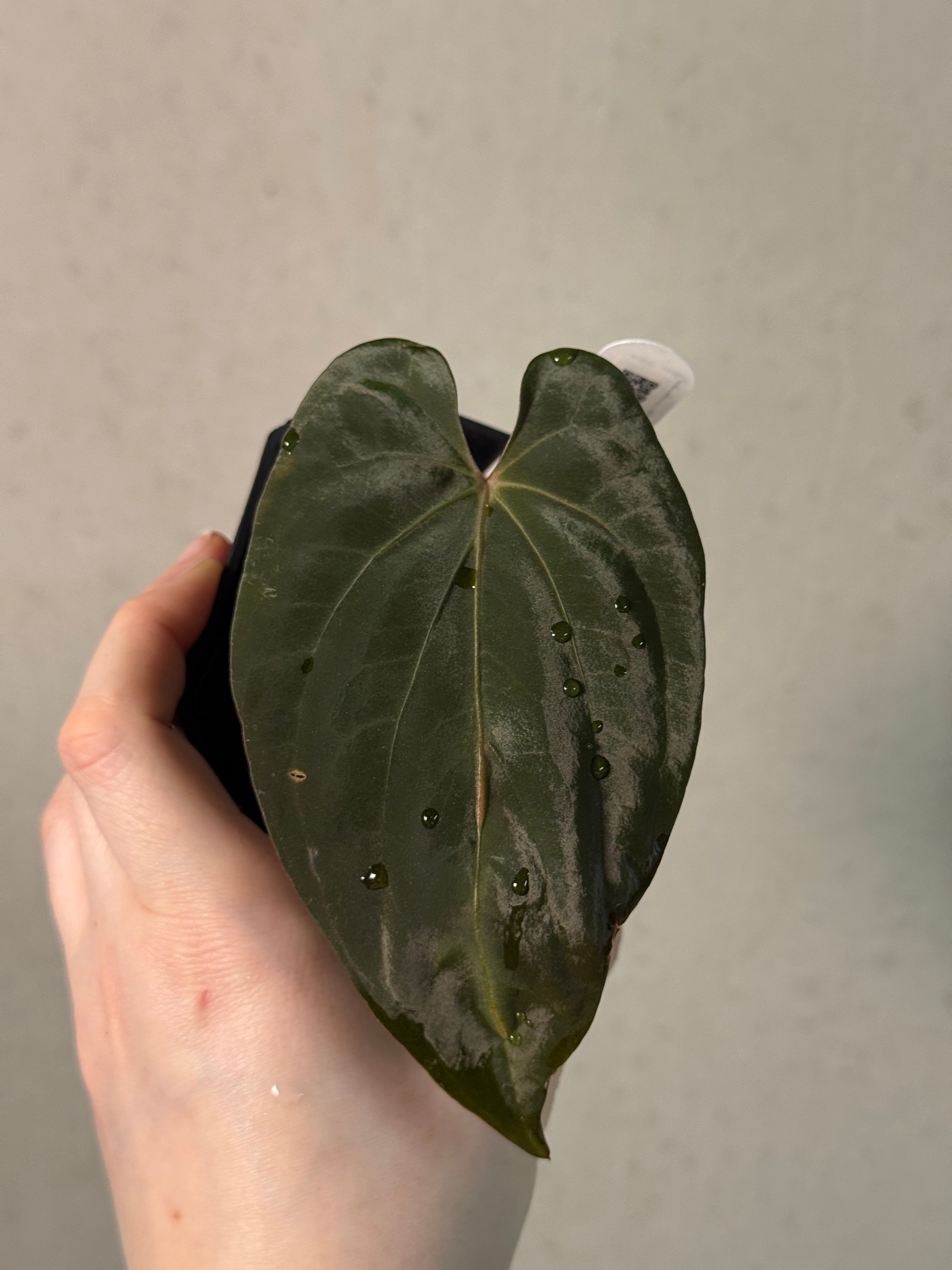 Anthurium Papillilaminum 'Daniel' - Clone