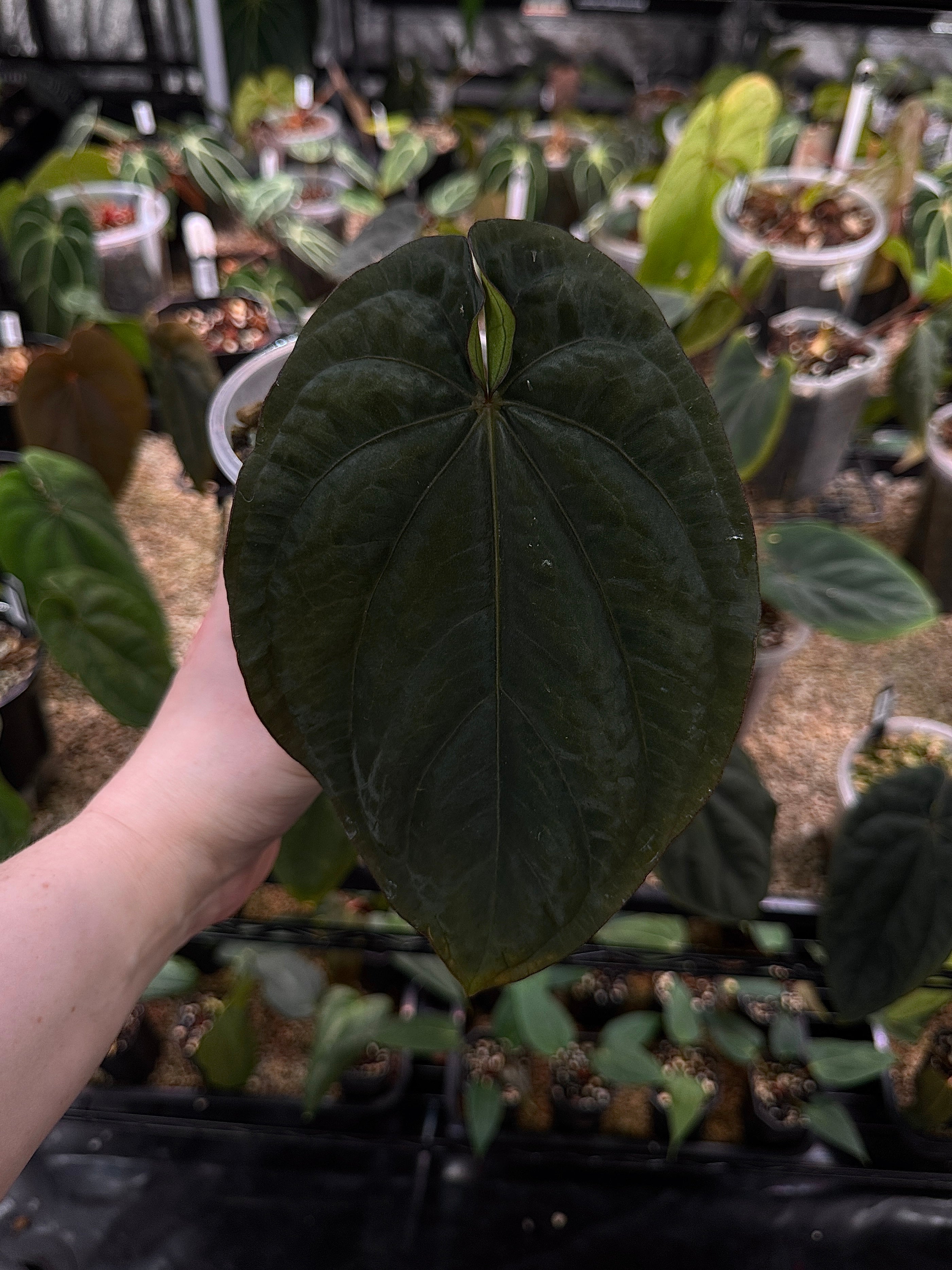 NFS: Anthurium Dressleri Black x RG #2