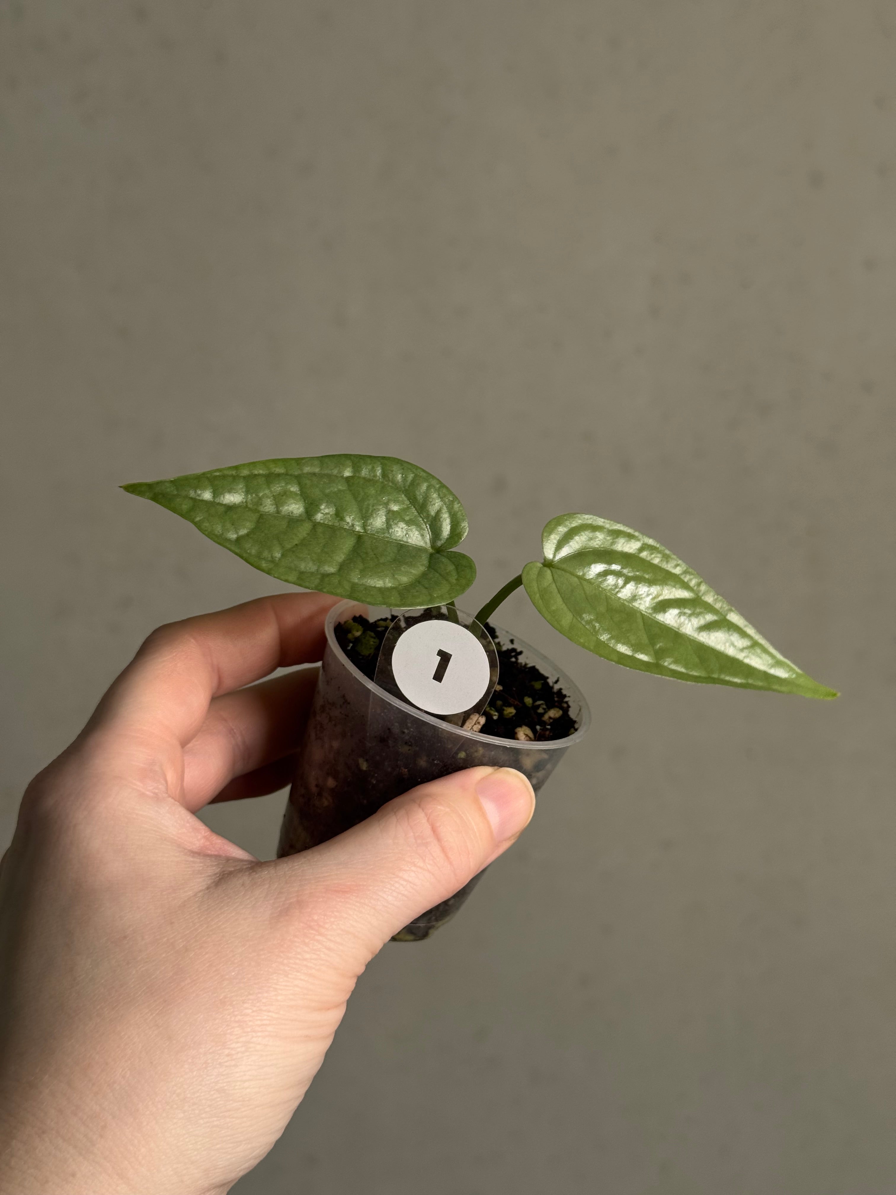 Anthurium sp. Limon - SMUKHI