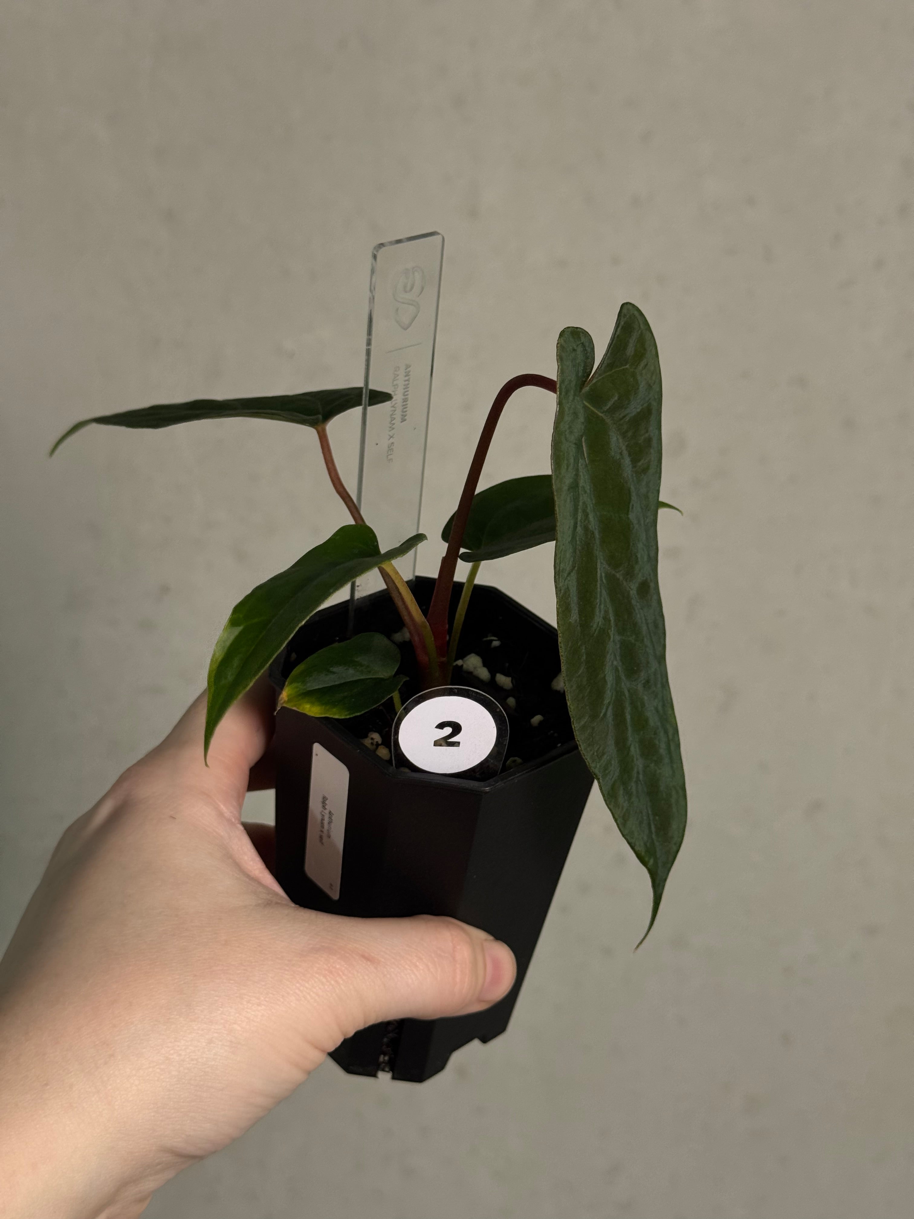 Anthurium Ralph Lynam x self - SMUKHI