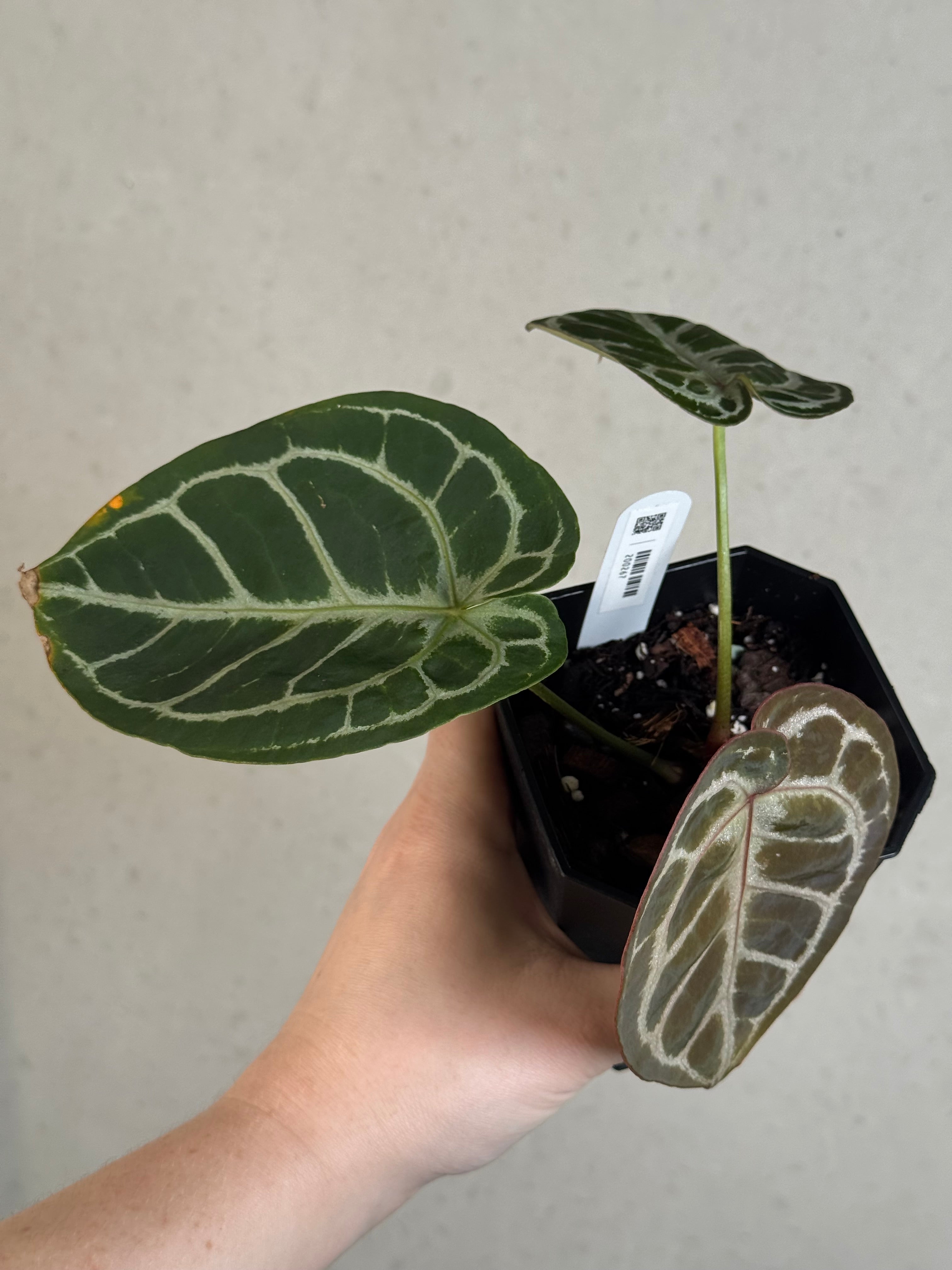 Anthurium (HU x Red Crystallinum) x self