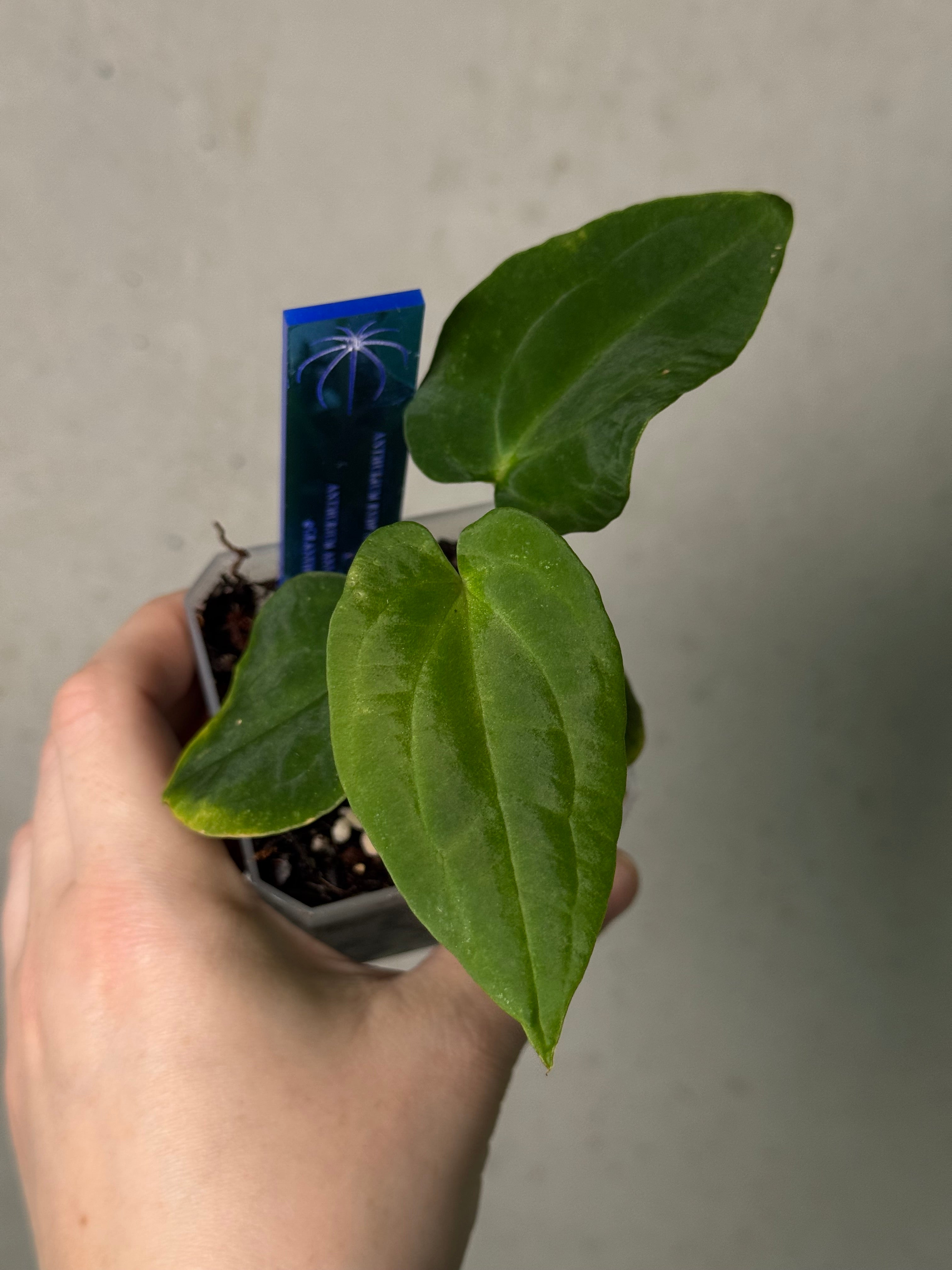 Anthurium Red Vein Dark Phoenix x BVEP RA1