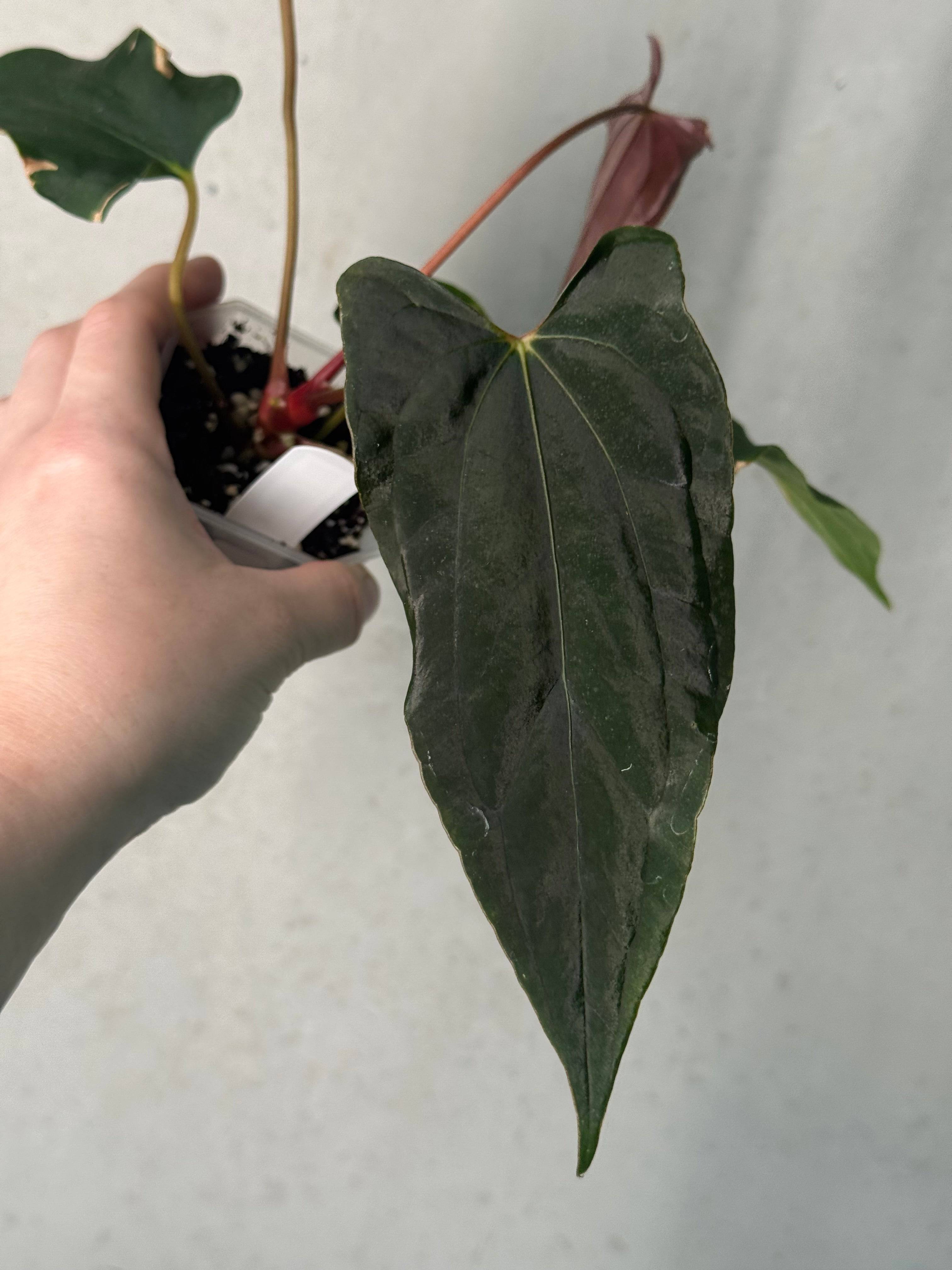 NFS: Anthurium (Ralph Lynam x Fort Sherman) x Ralph Lynam S1 - SMUKHI