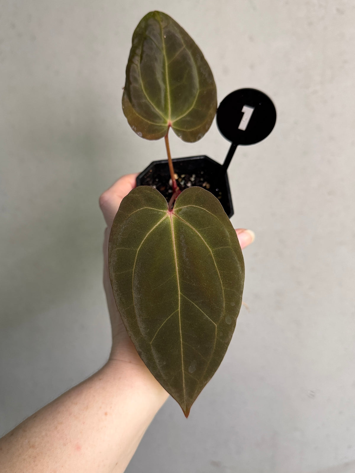 Anthurium plant from SMUKHI with vibrant red flowers and lush green leaves, showcasing a hybrid of Fort Sherman and Necromancer varieties.