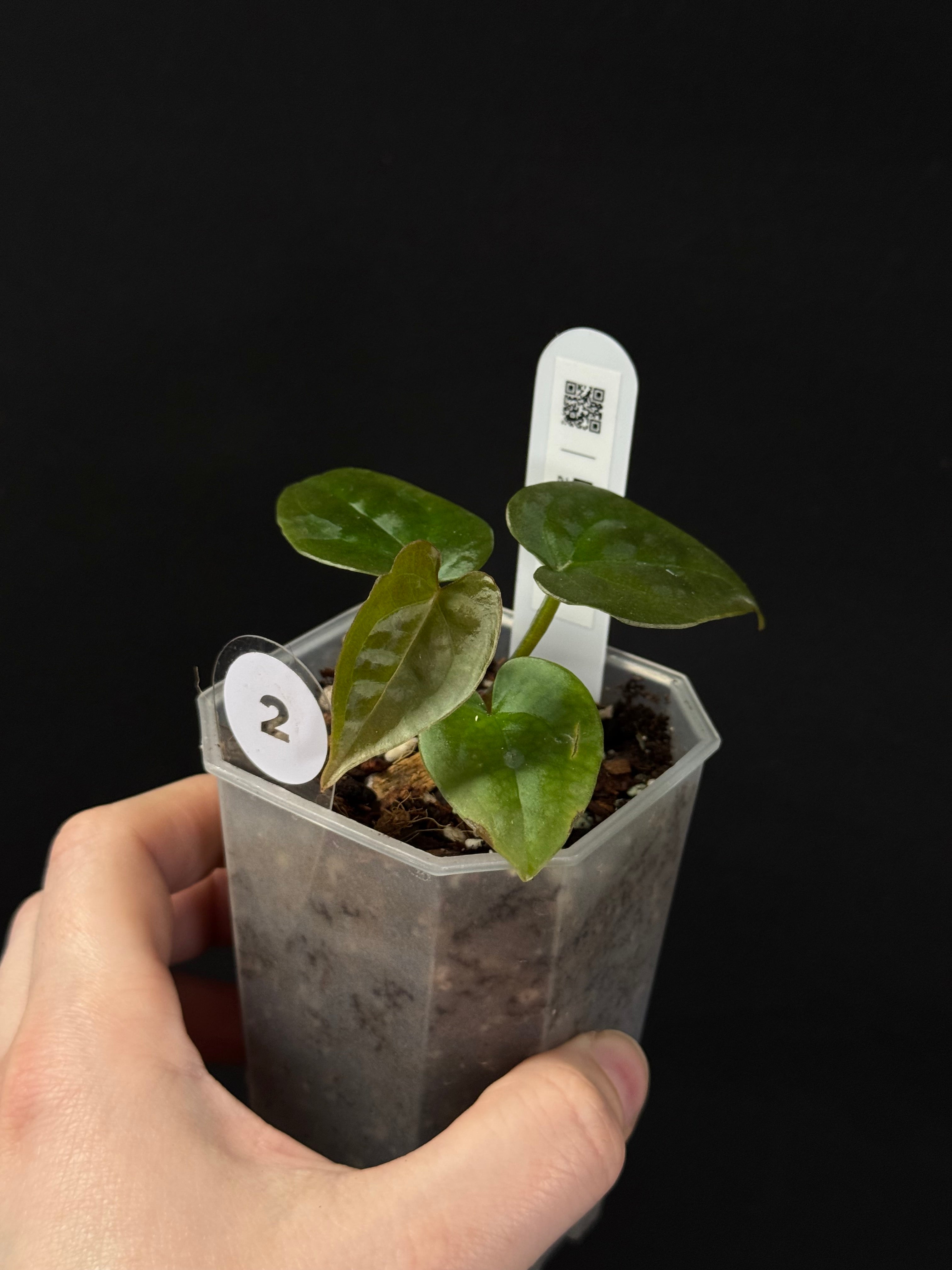 Anthurium Forgetii x Luxurians