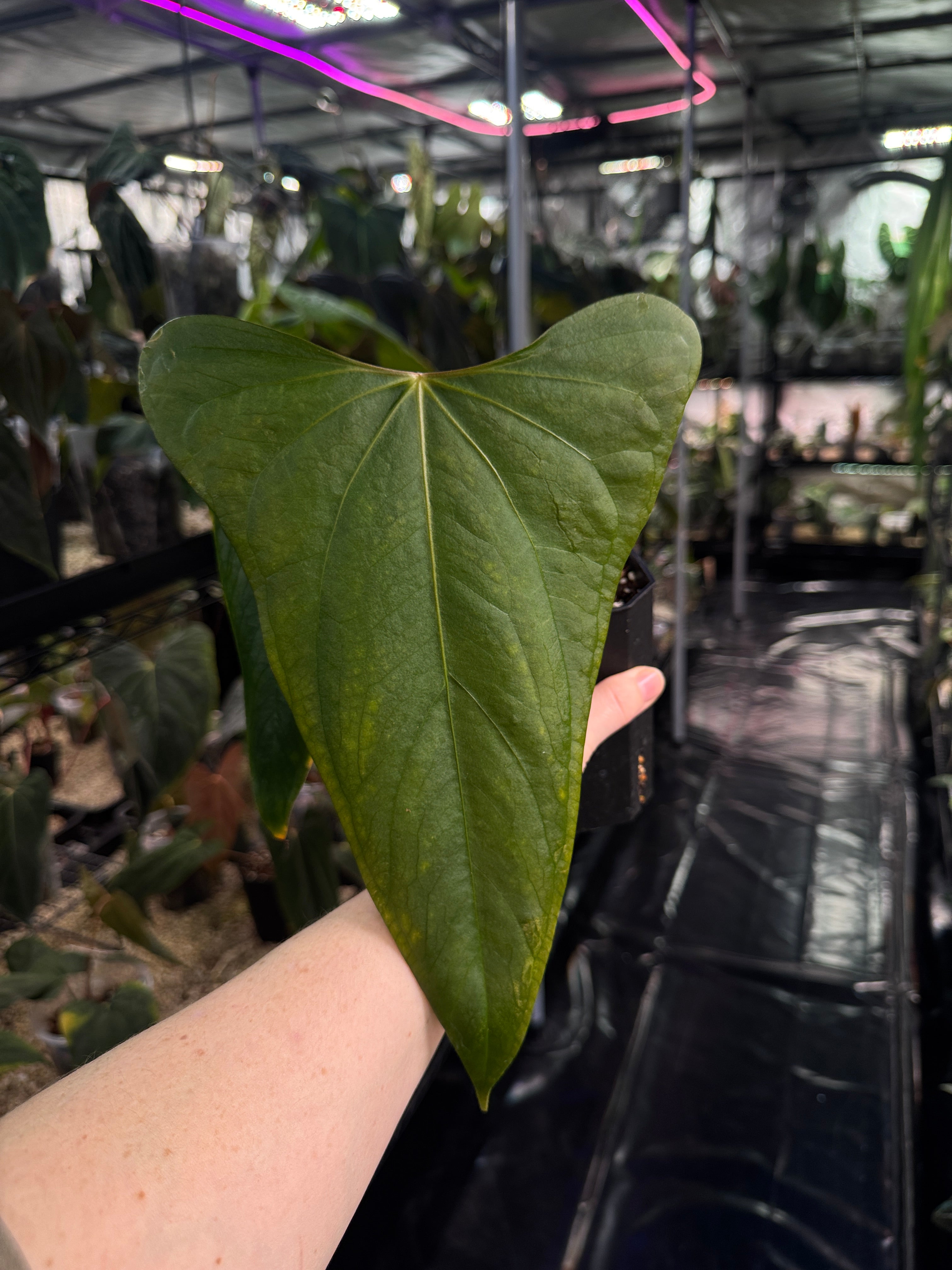 Anthurium Indo Portillae