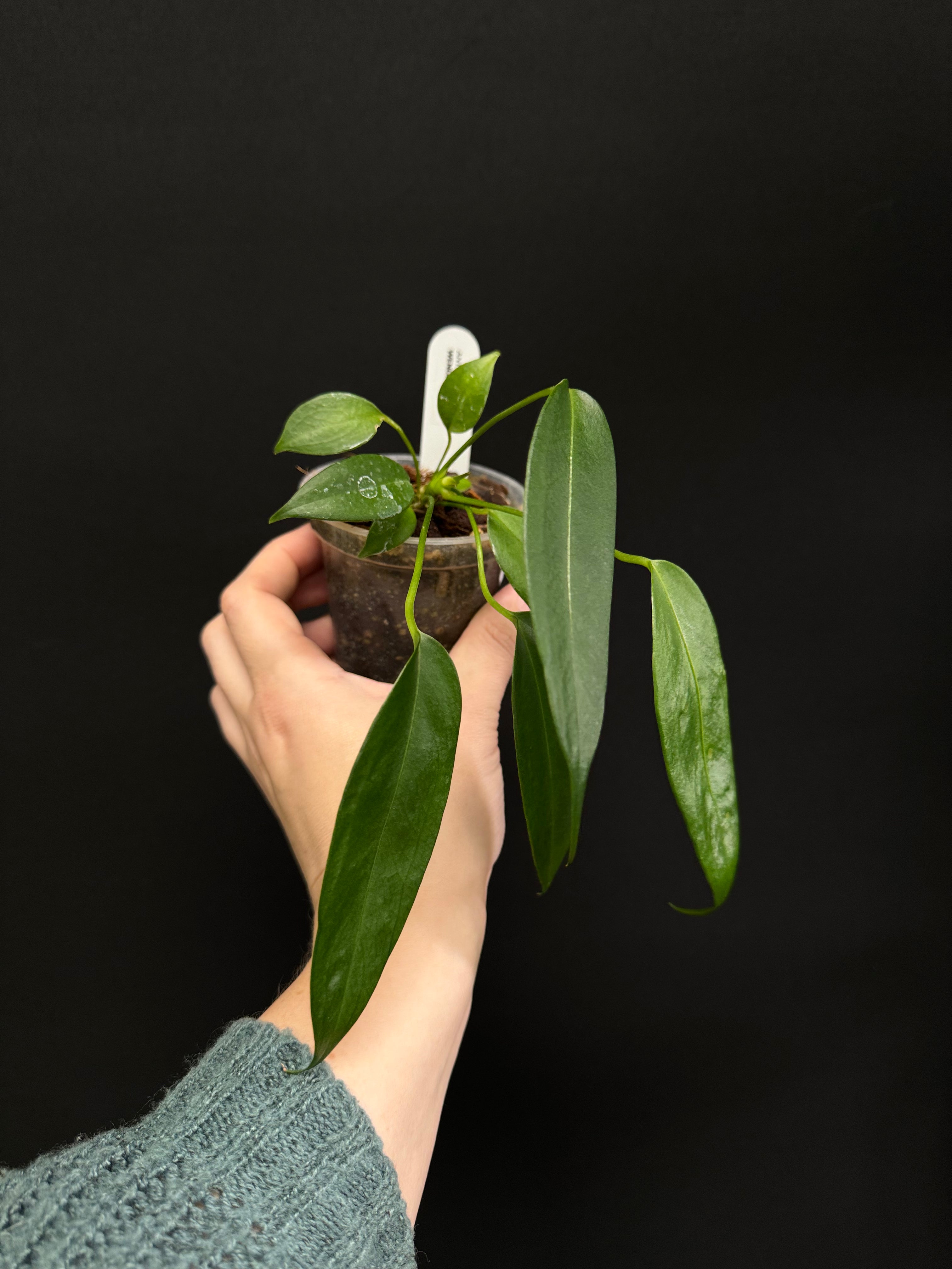 Anthurium Wendlingeri - Small/Medium