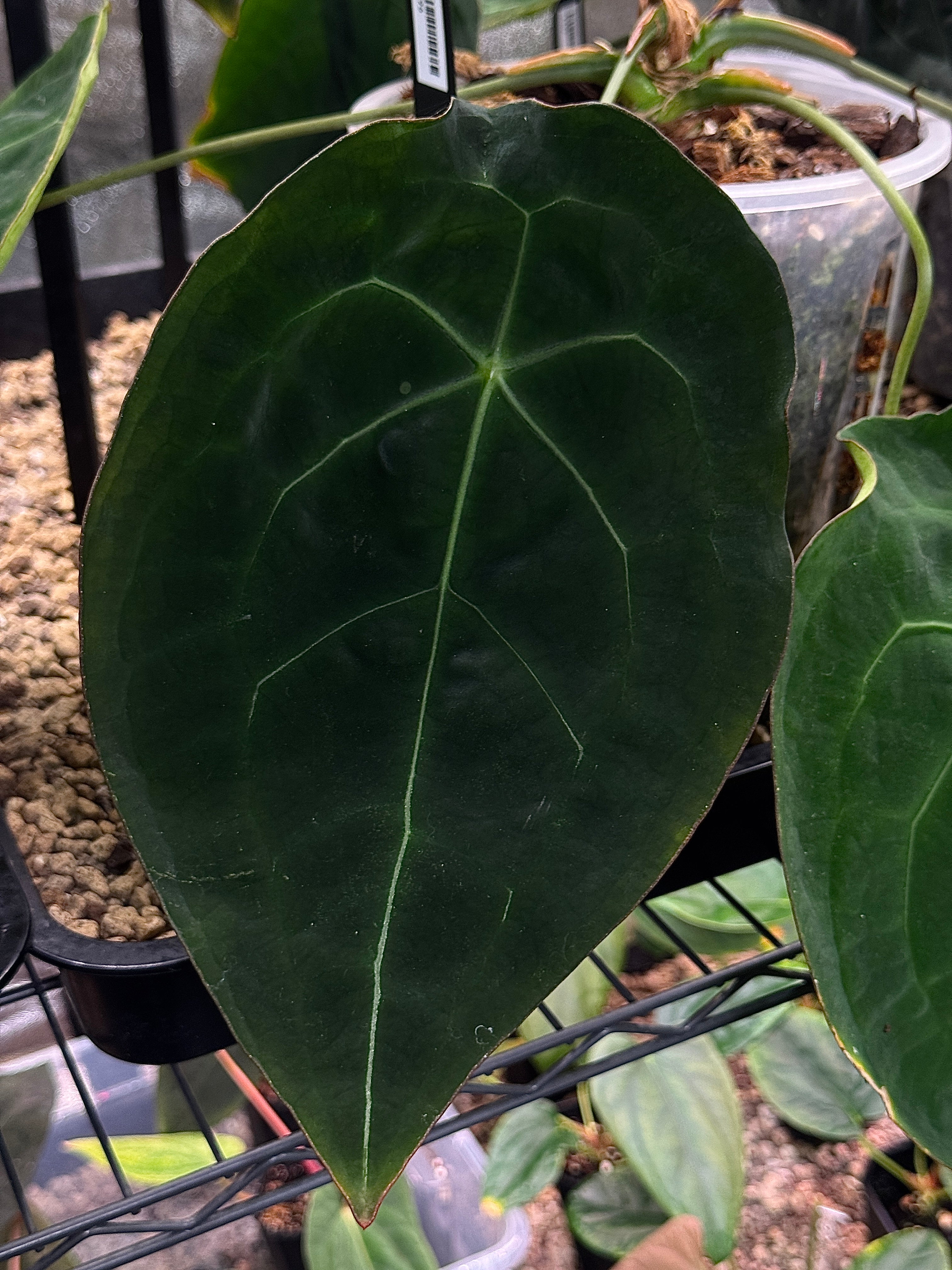 Anthurium Forgetii DF x Forgetii