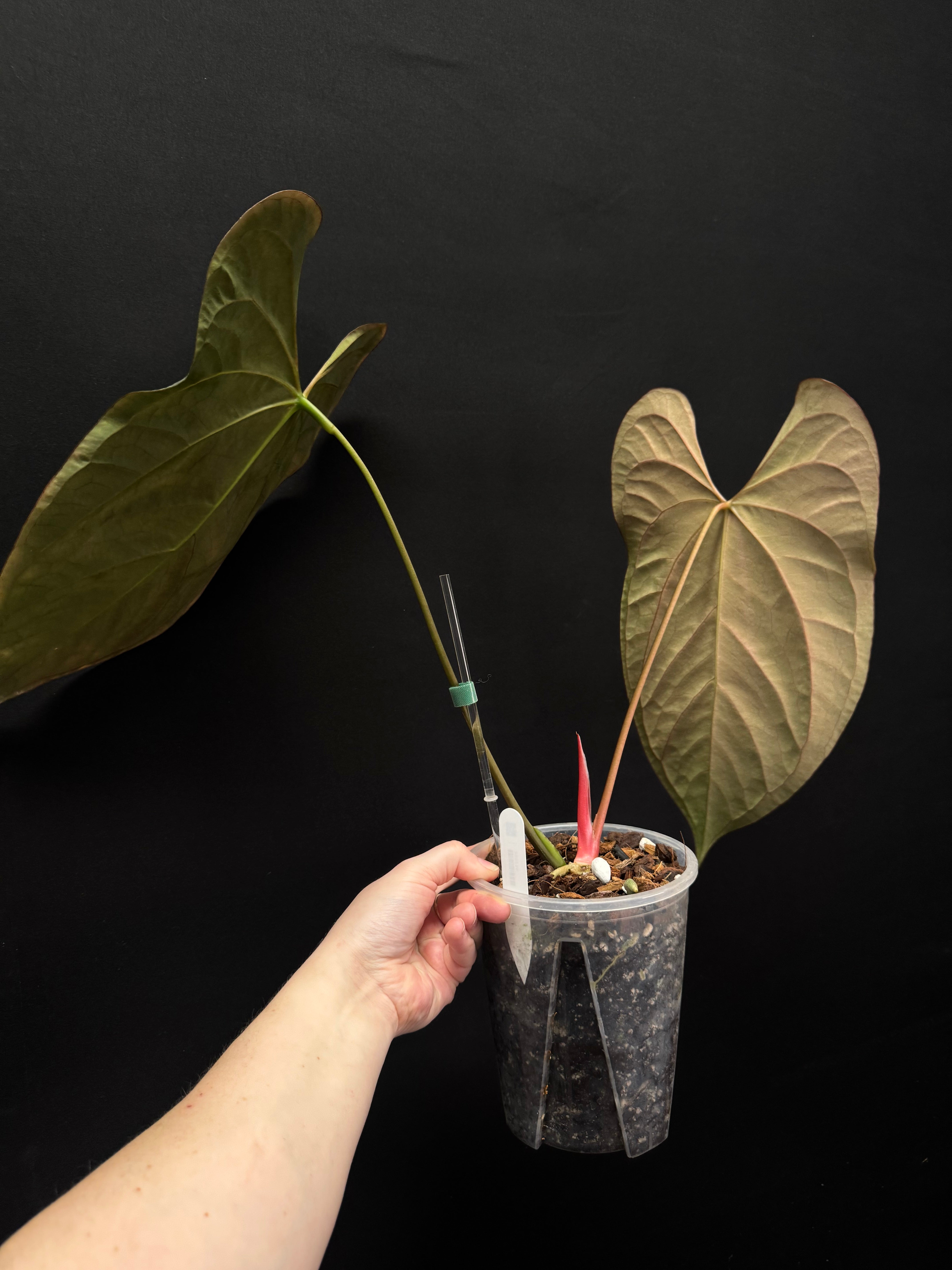 Anthurium Ace of Spades Dark Form x Papillilaminum 'Incurved lobes'