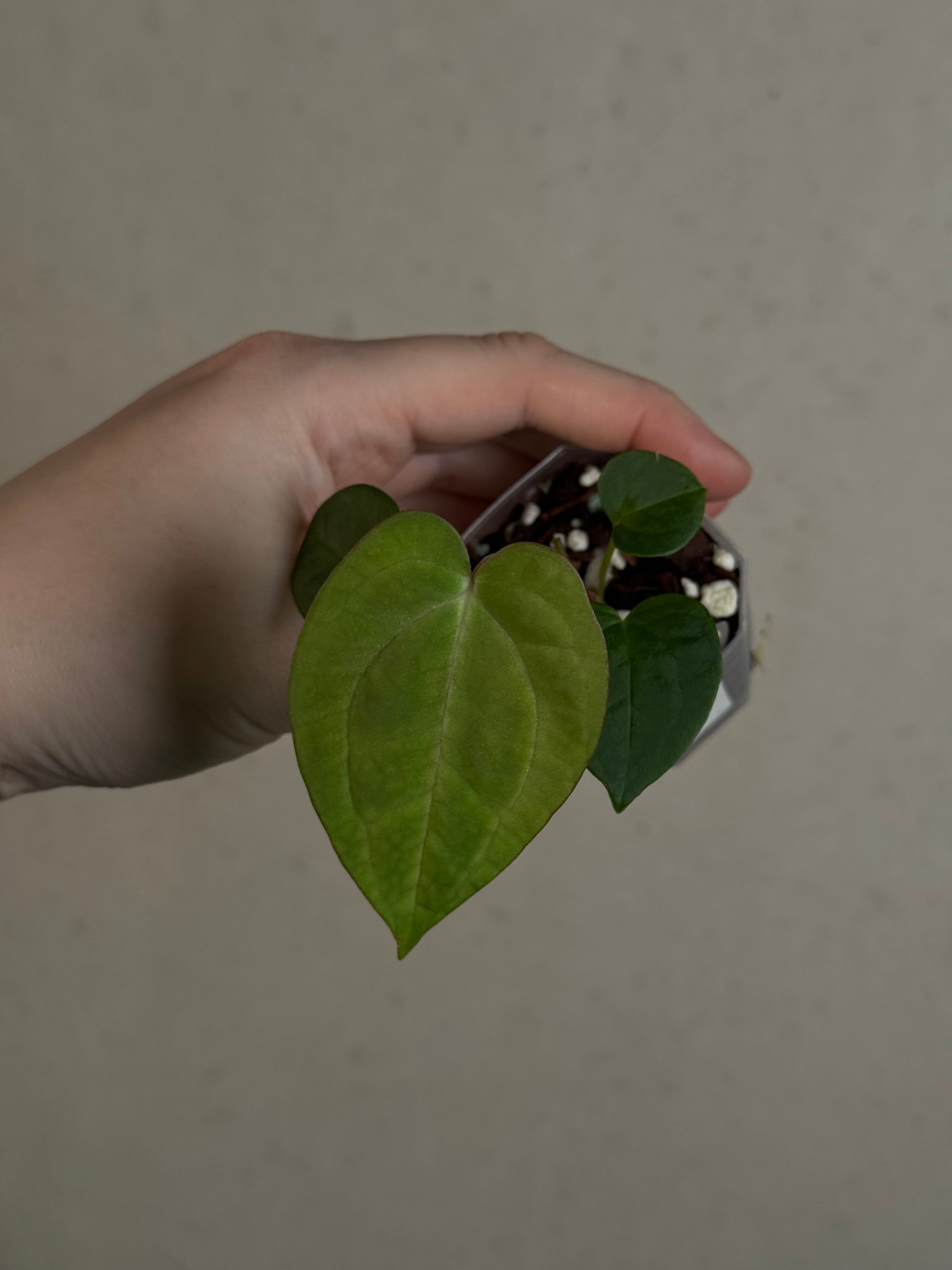 Anthurium (Blue Papillilaminum x Forgetii) x (Papillilaminum XOne x XOne)