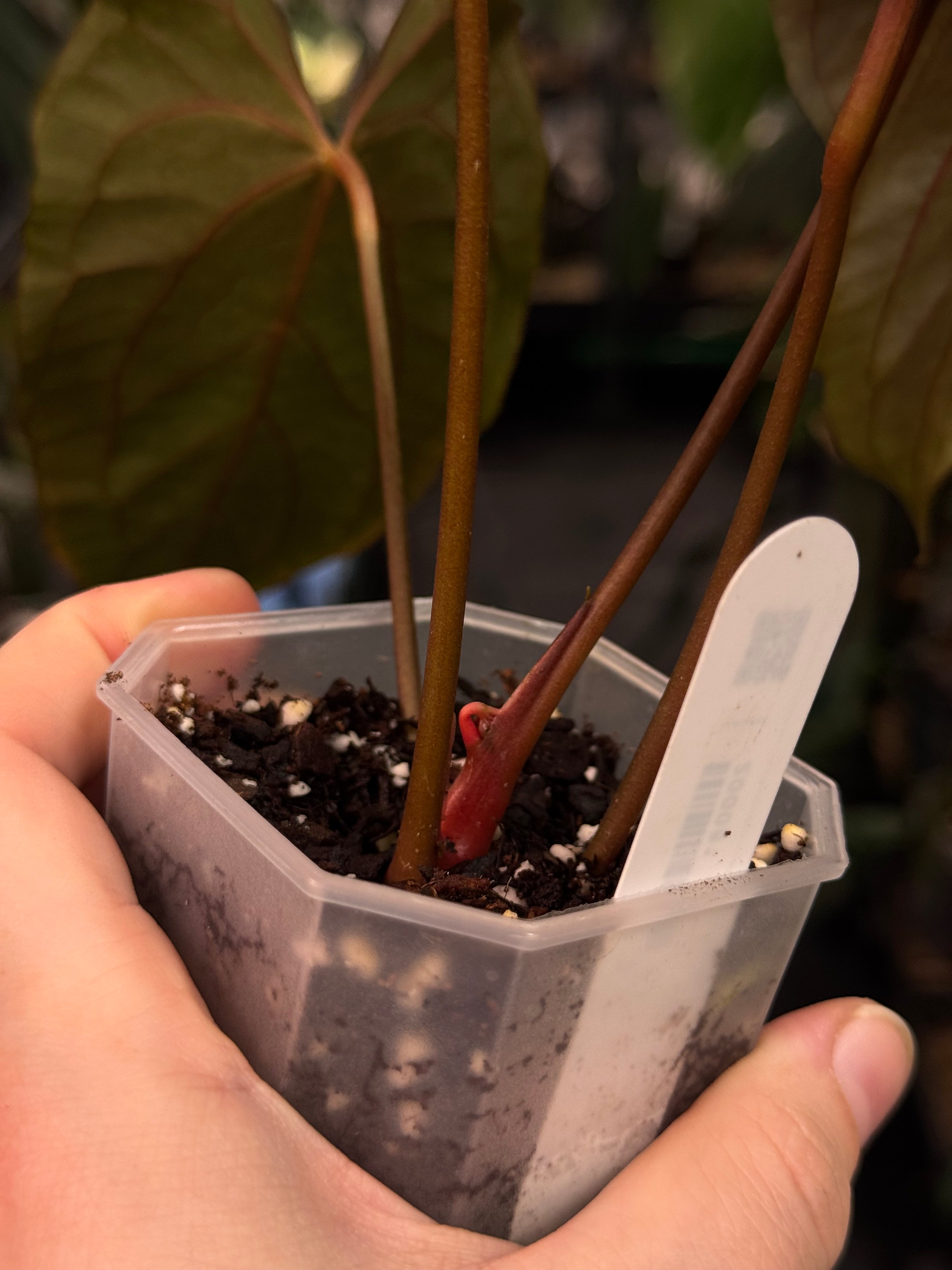 Anthurium Ralph Lynam x self